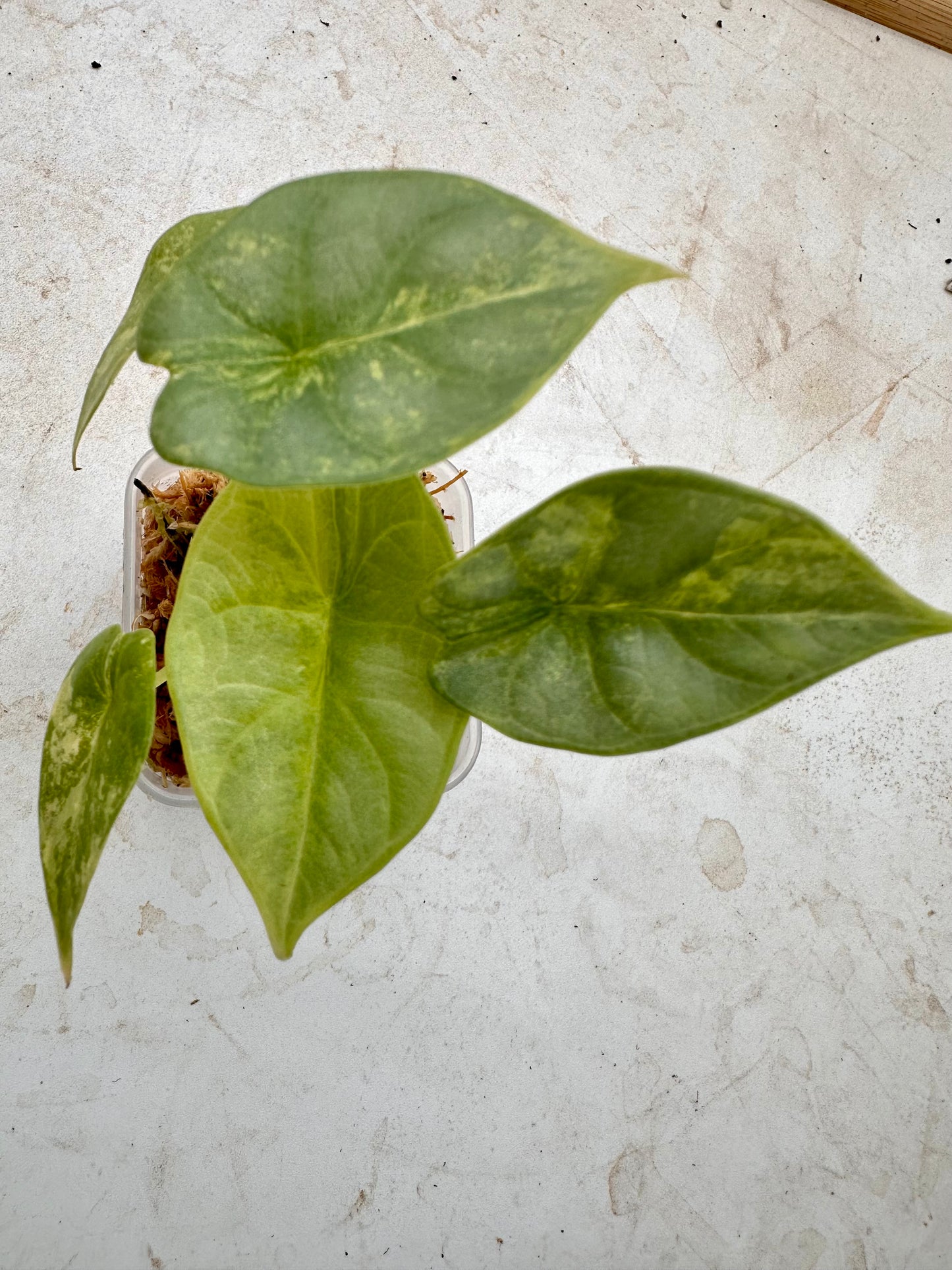 Alocasia Silver Dragon Aurea Variegated