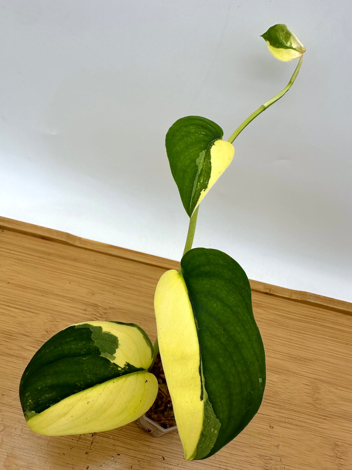 Scindapsus Jade Satin Aurea Variegated
