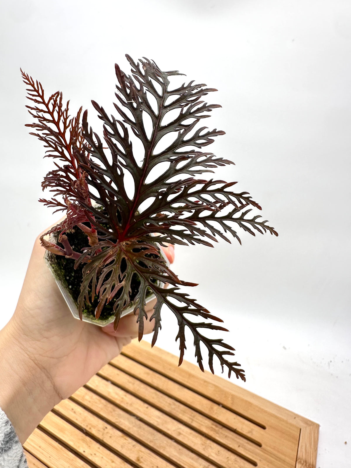 Begonia Bipinnatifida ‘Fern Leaf’
