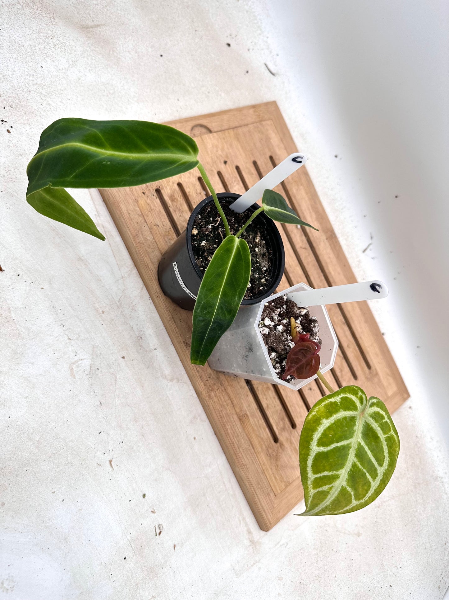 Combo Sale - Anthurium Red Tiger & Warocquenum Queen