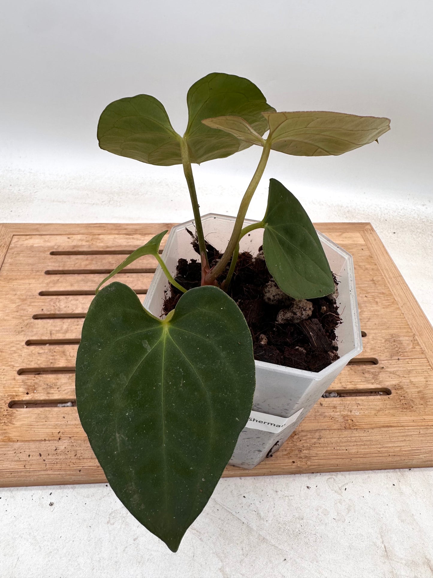 Anthurium Dark Phoenix X Fort Sherman