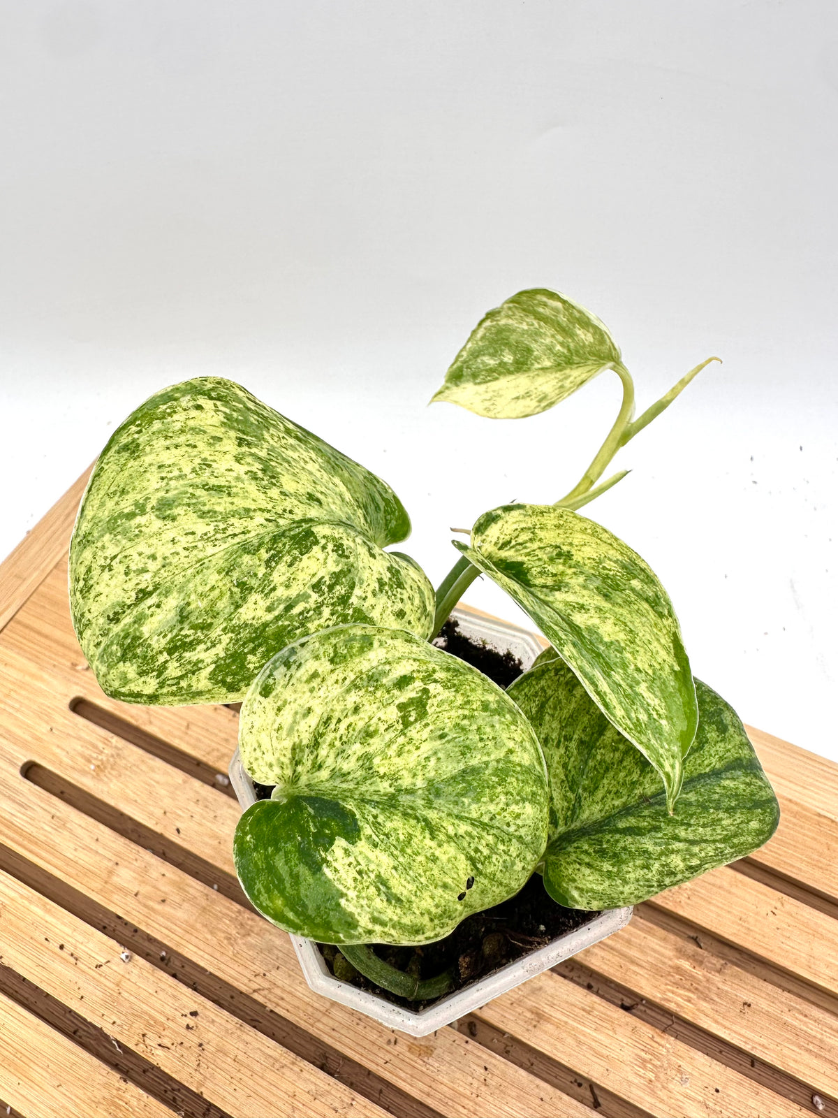 Scindapsus Halimoon