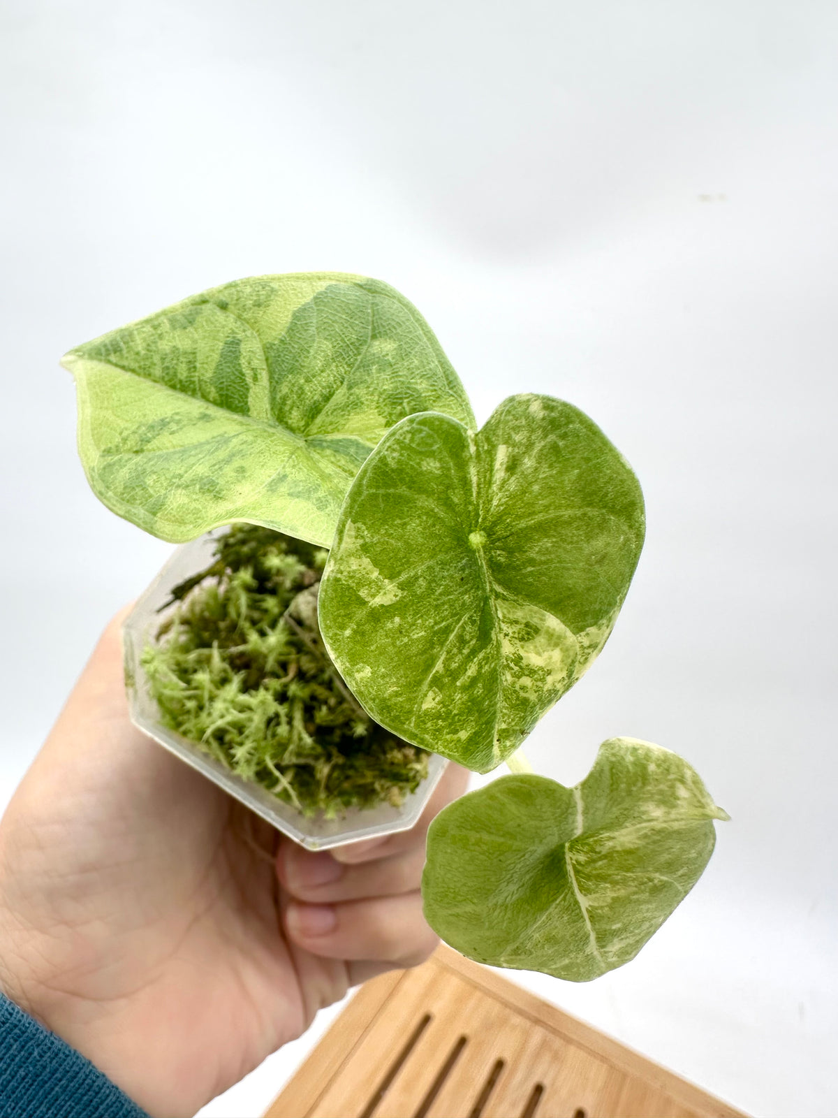 Alocasia Melo Aurea Variegated