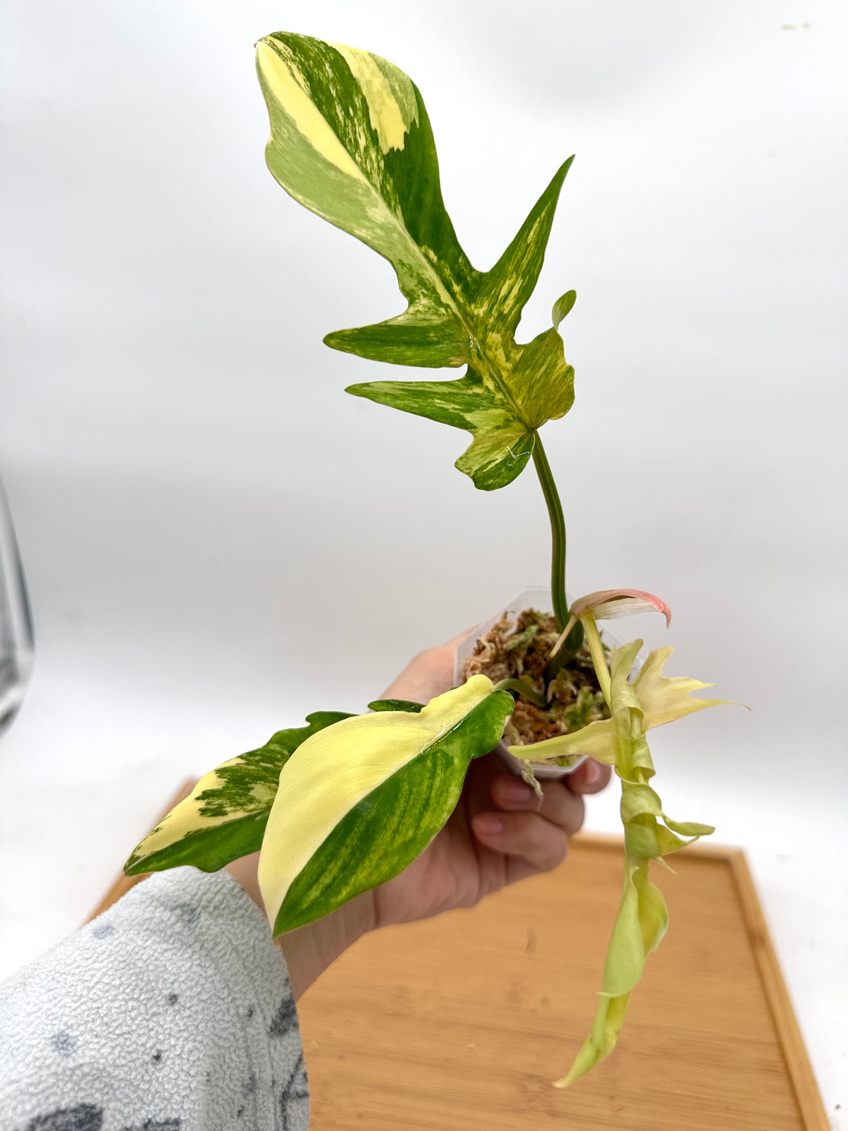 Philodendron FB x Tortum Variegated