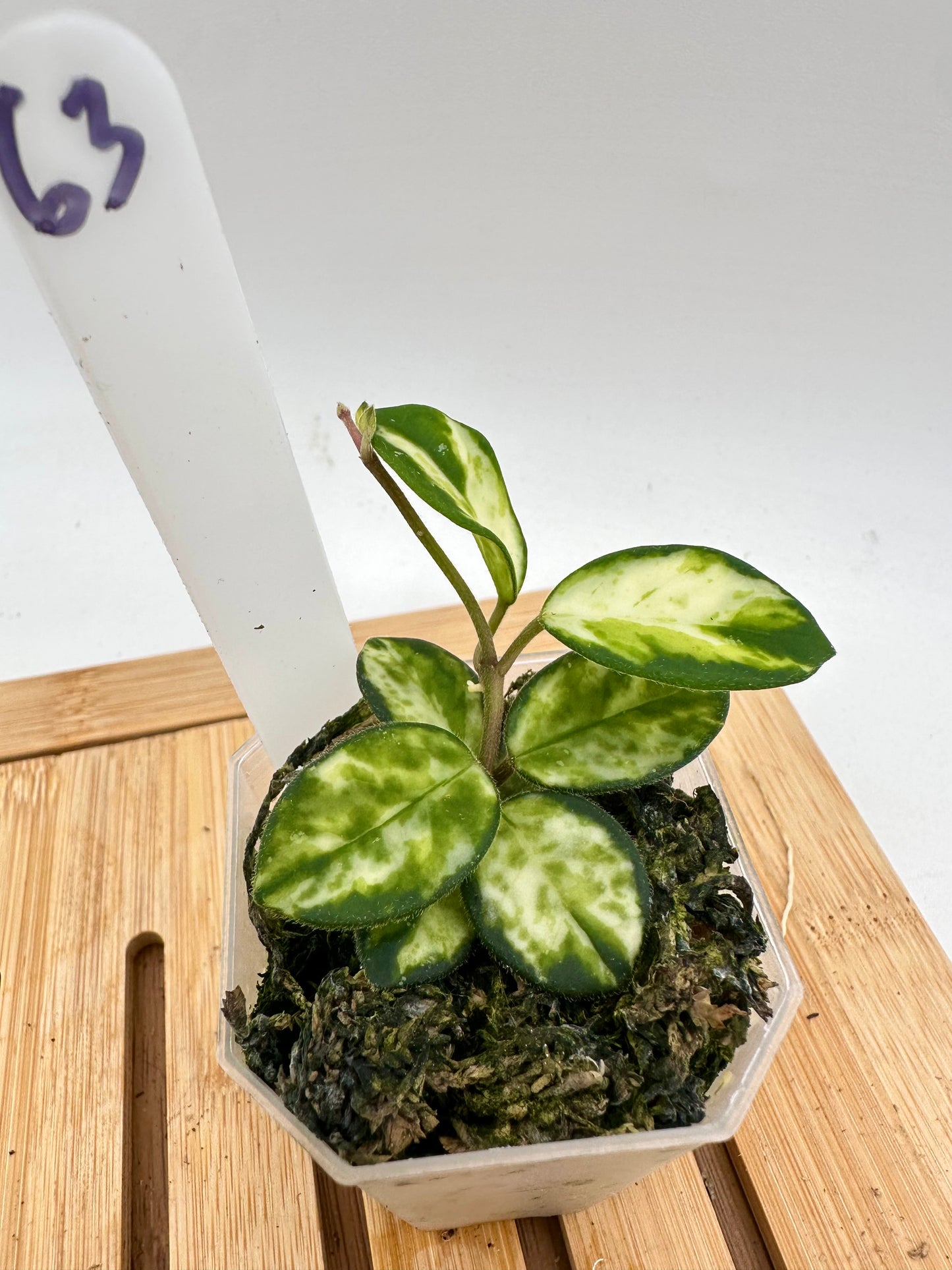 Hoya Mathilde Variegated