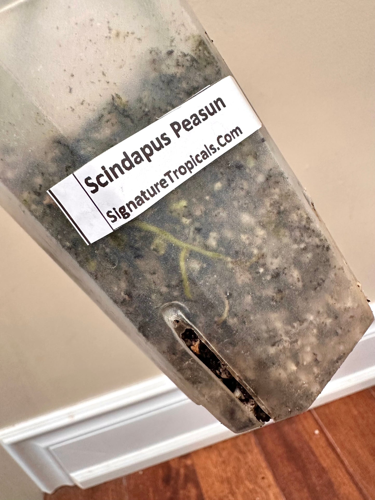Scindapsus Peasun