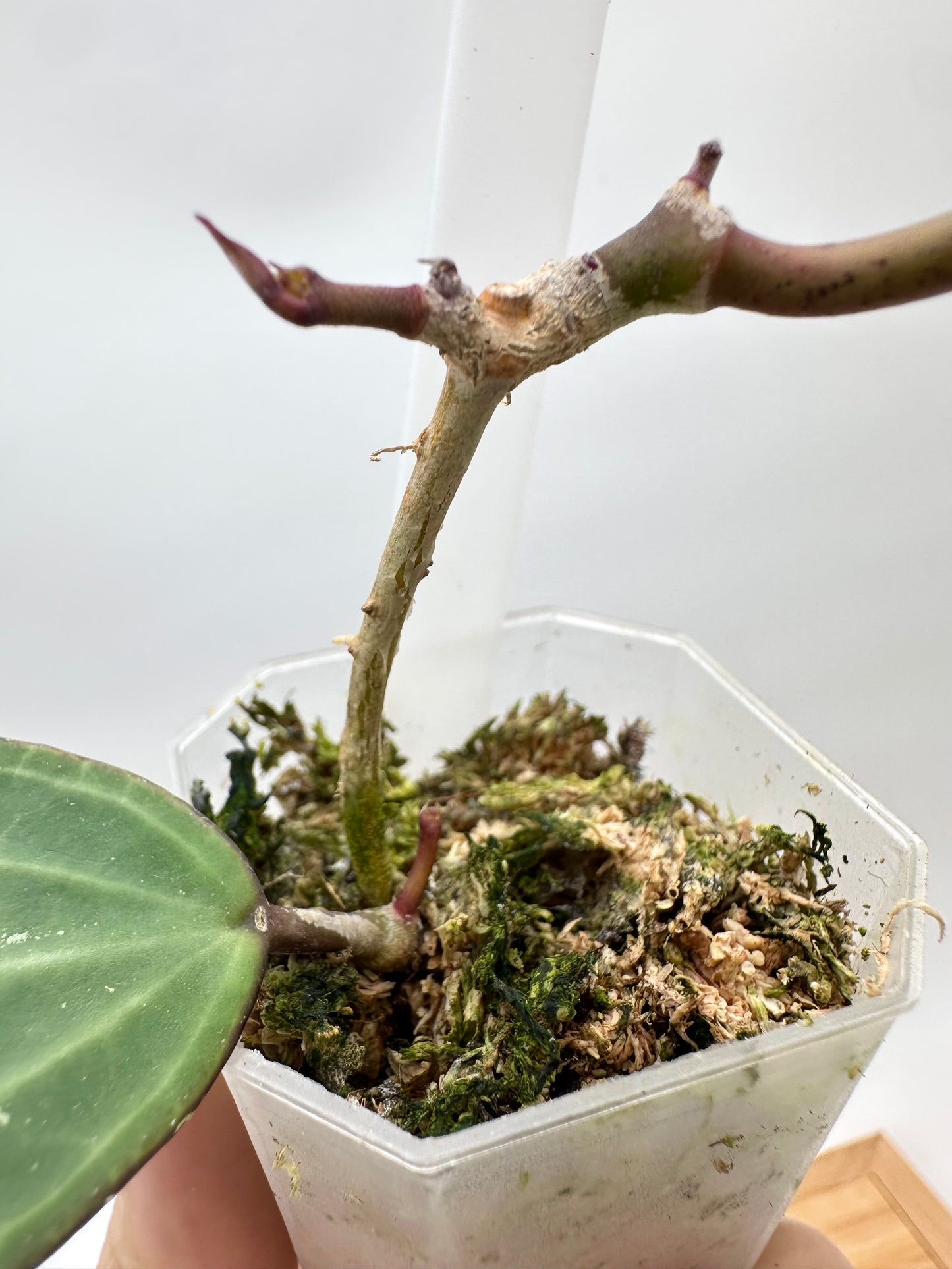 Hoya Latifolia Green Form