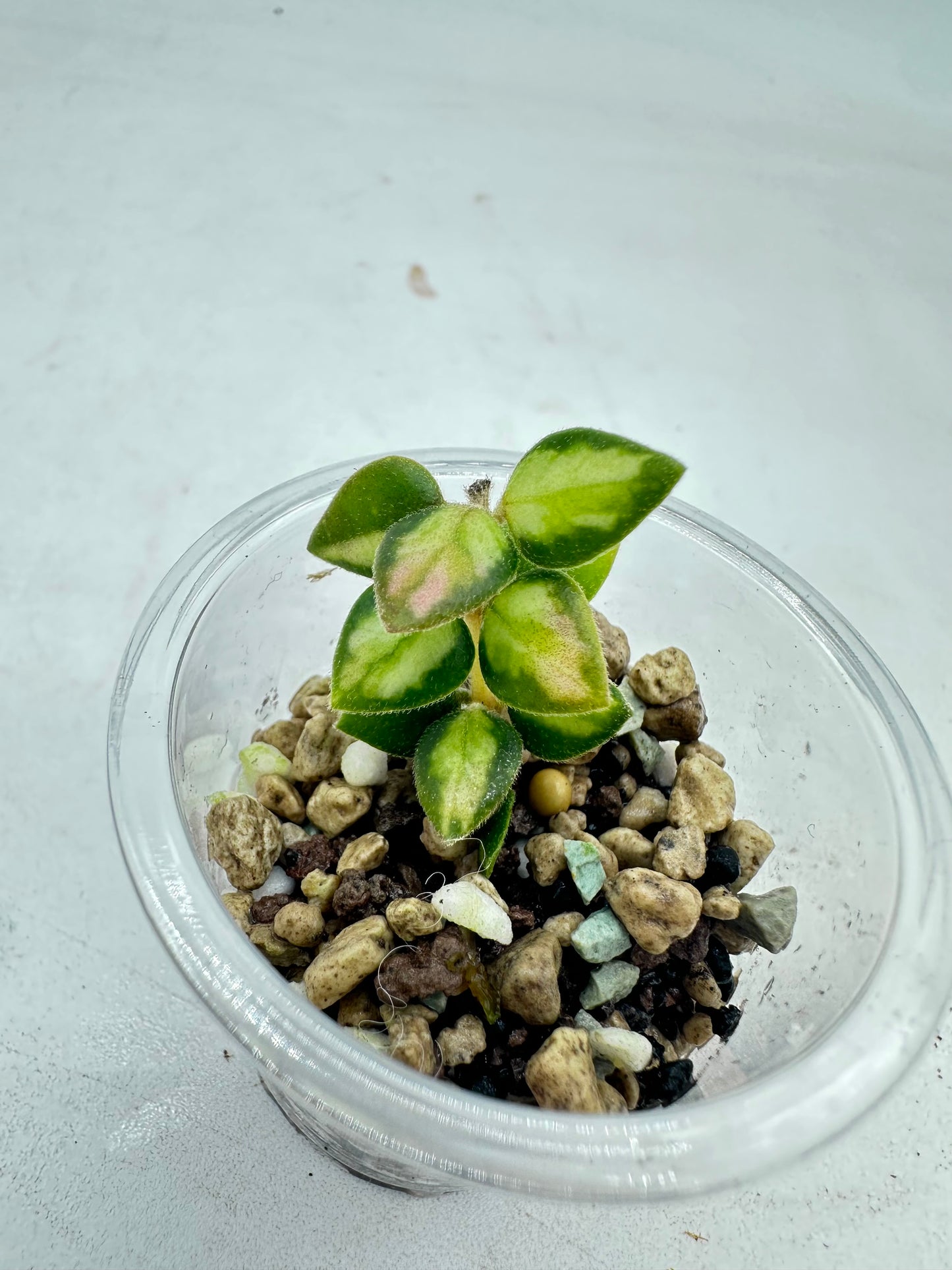 Hoya Chinghungensis Variegated