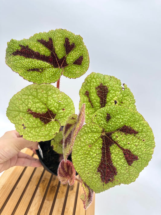 Begonia Iron Cross 07