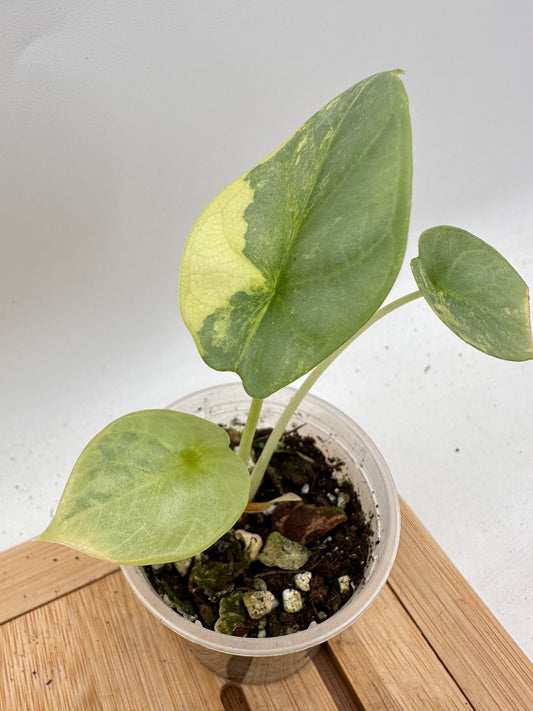 Alocasia Silver Dragon Variegated