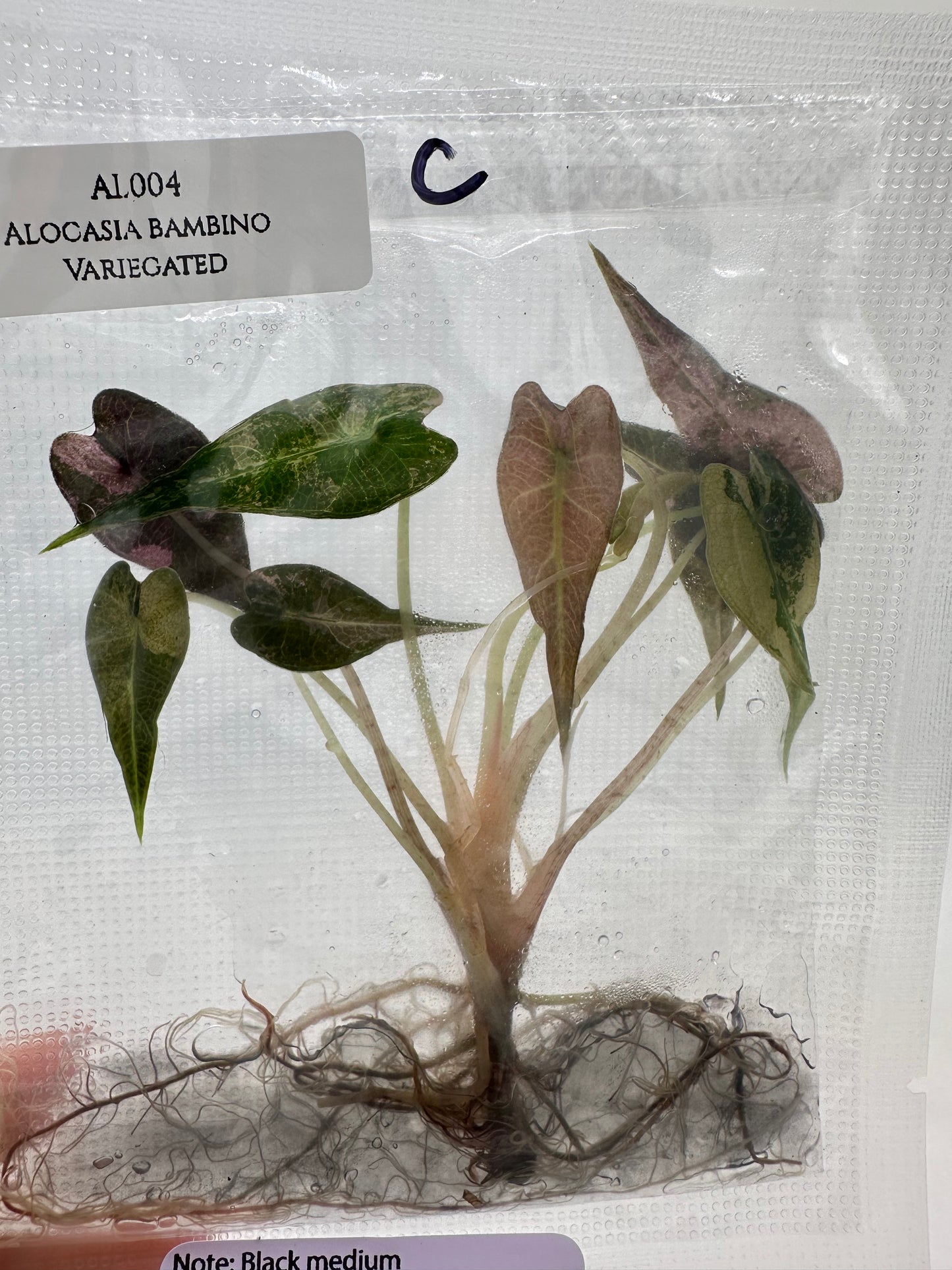 Tissue Culture - Alocasia Bambino Pink Variegated