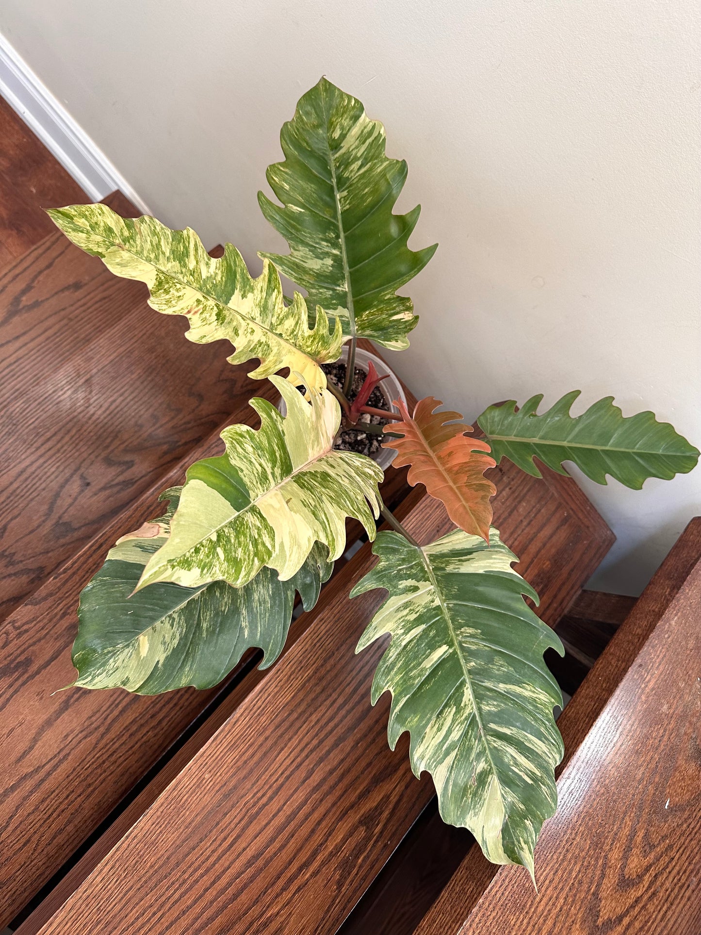 Philodendron Caramel Marble Variegated