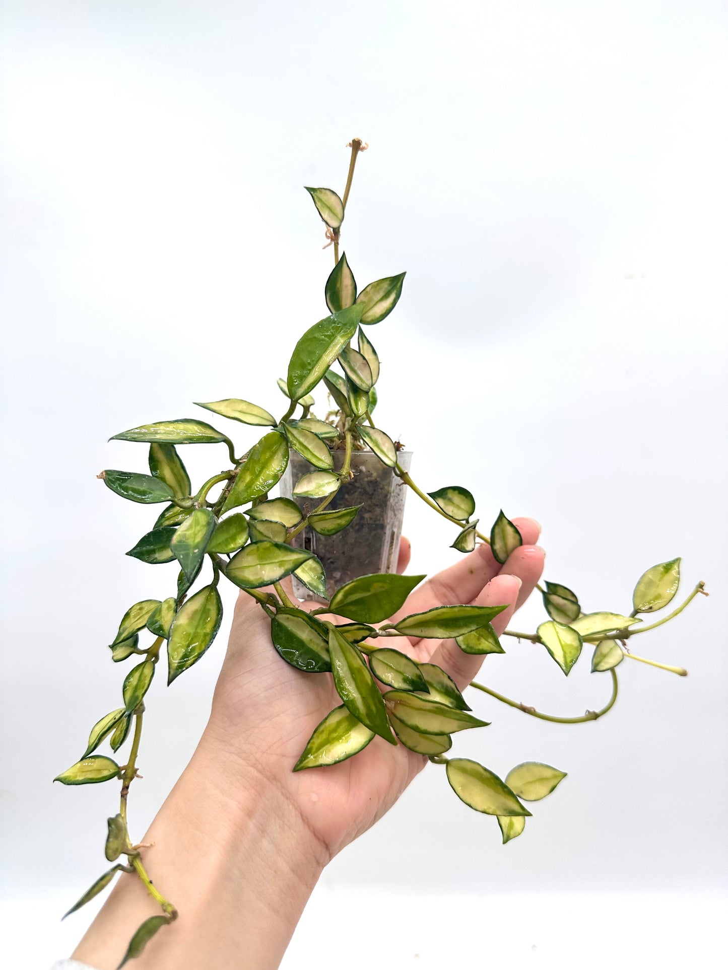 Hoya Lacunosa Inner Variegated