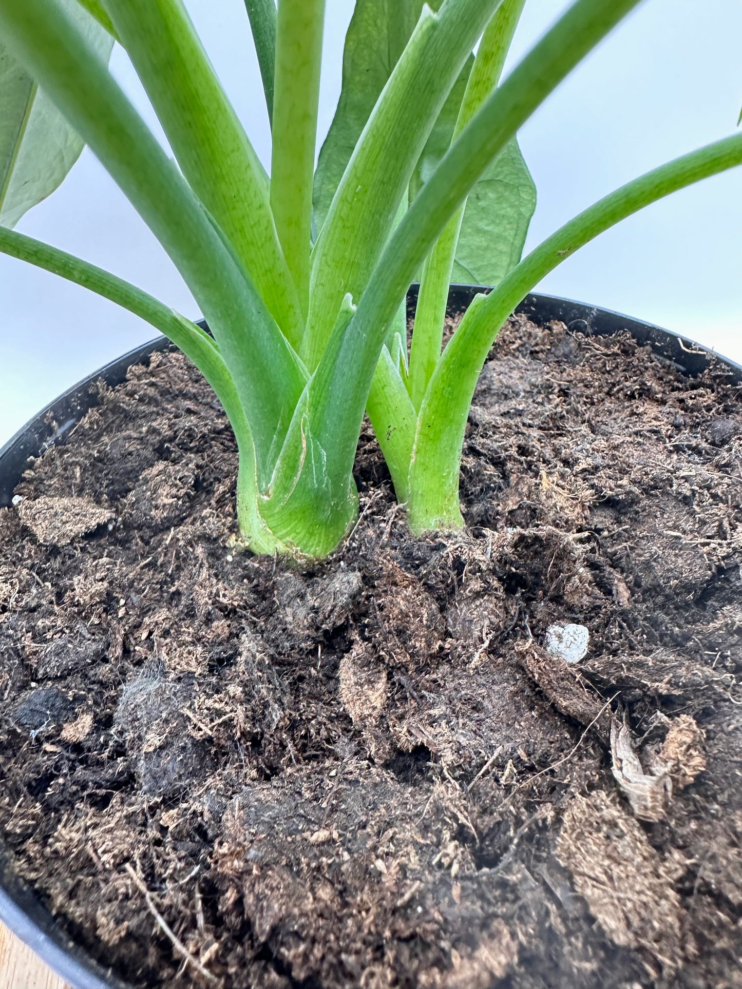 Alocasia Dragon’s Breath