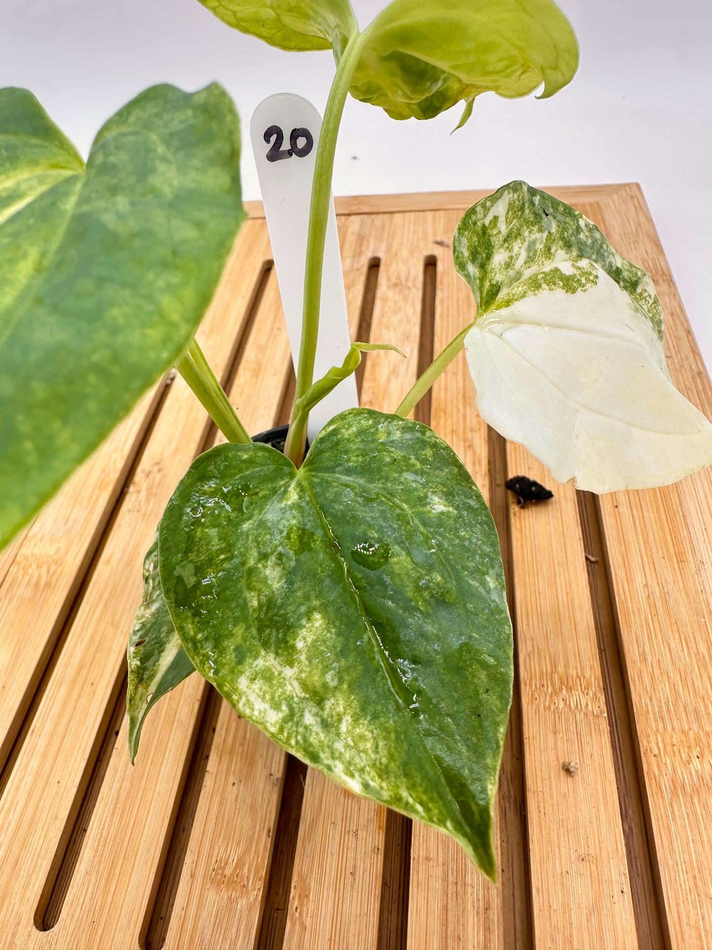 Anthurium Pterodactyl x Gigi Variegated 020