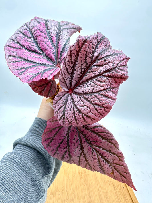 Begonia ‘Red Berry’