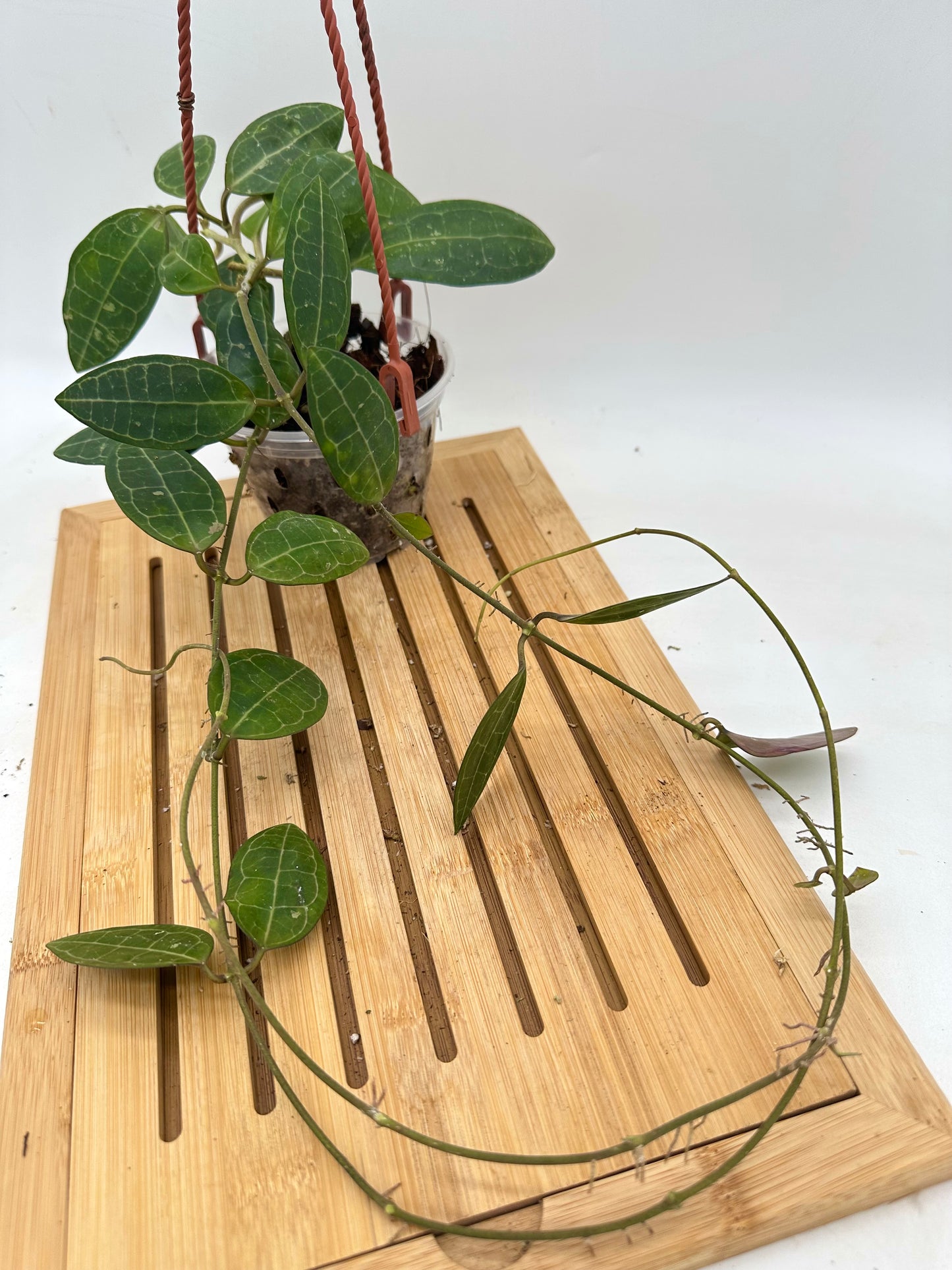 Hoya Elliptica Hanging Basket