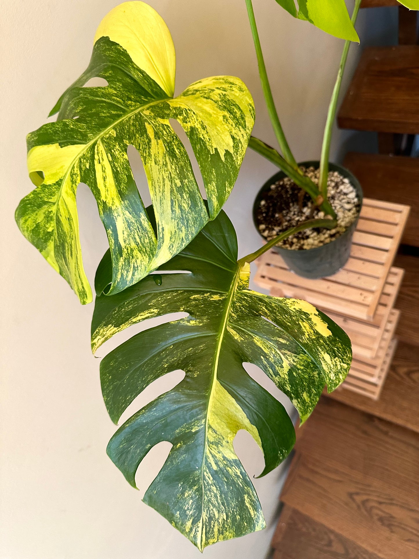 Monstera Aurea