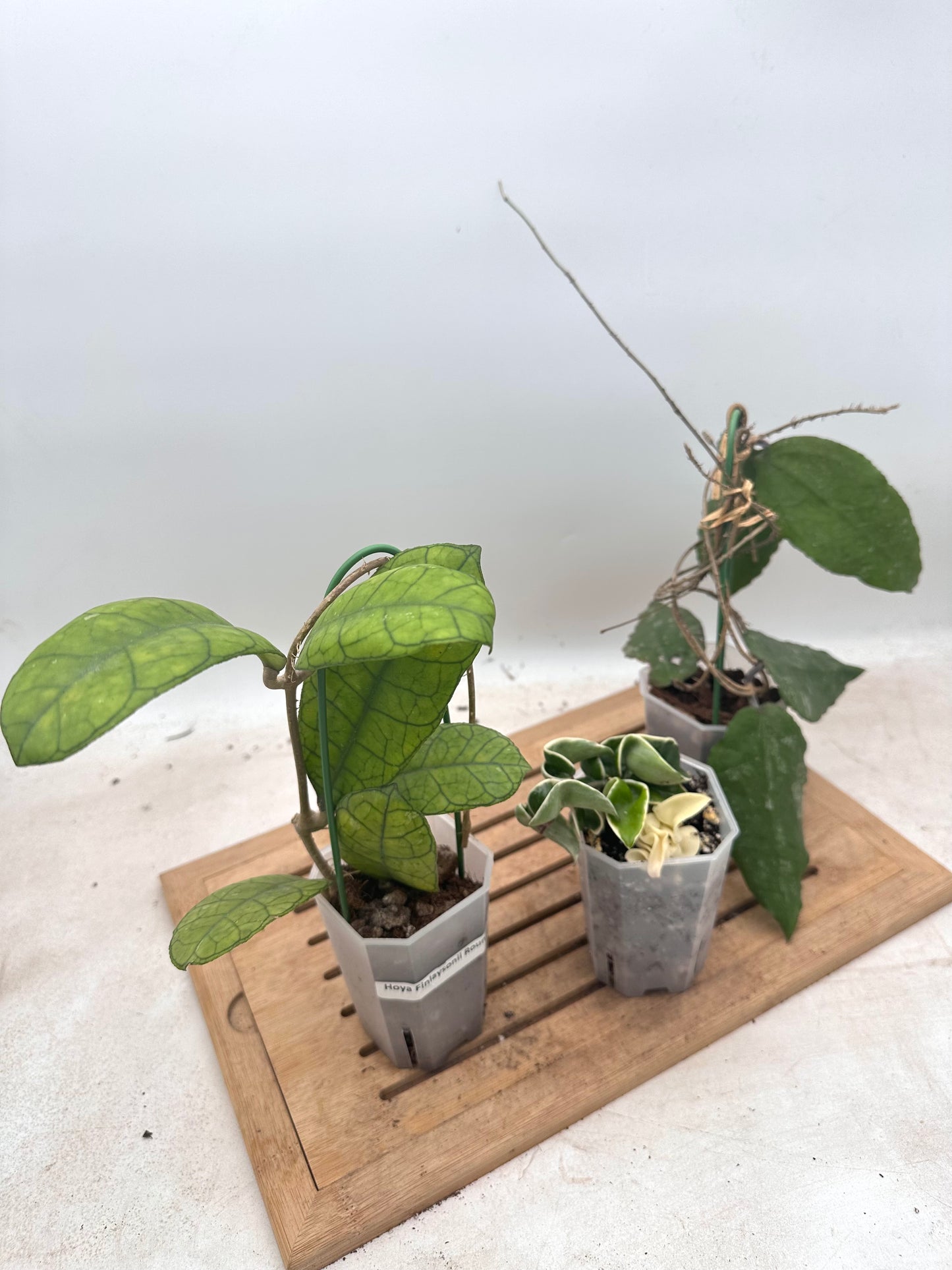 Combo Sale - Hoya Hindu Rope Albo & Hoya Finlaysonii Round Leaf & Hoya Caudata Big Leaves