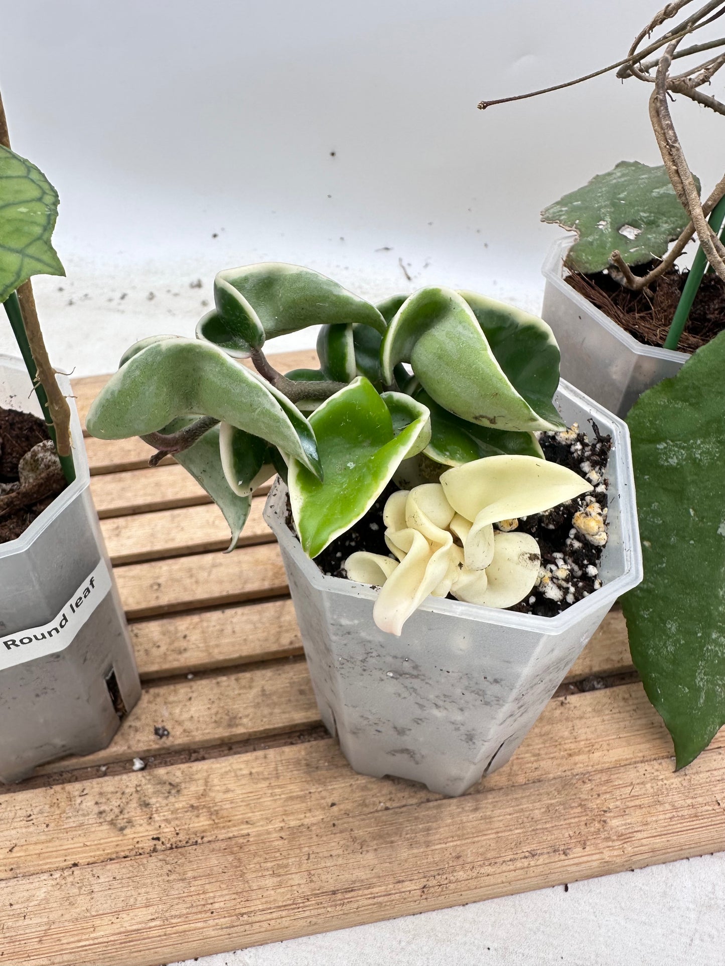Combo Sale - Hoya Hindu Rope Albo & Hoya Finlaysonii Round Leaf & Hoya Caudata Big Leaves