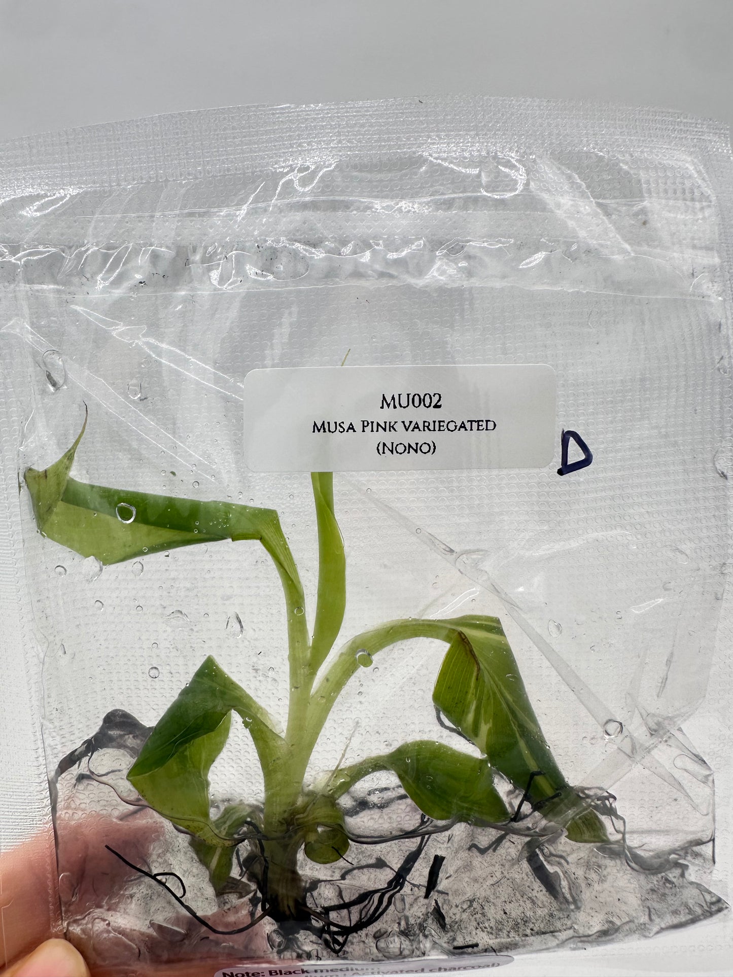 Tissue Culture - Musa Pink Variegated Banana Tree