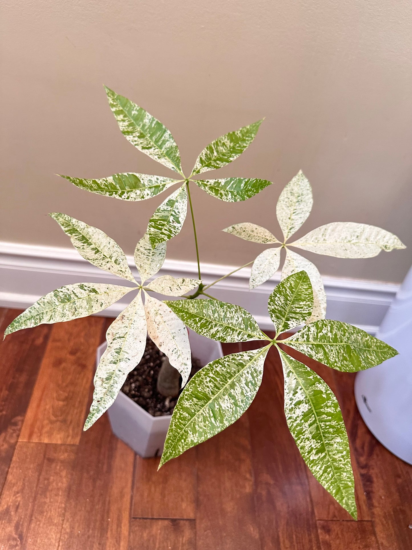 Variegated Money Tree - August Sale