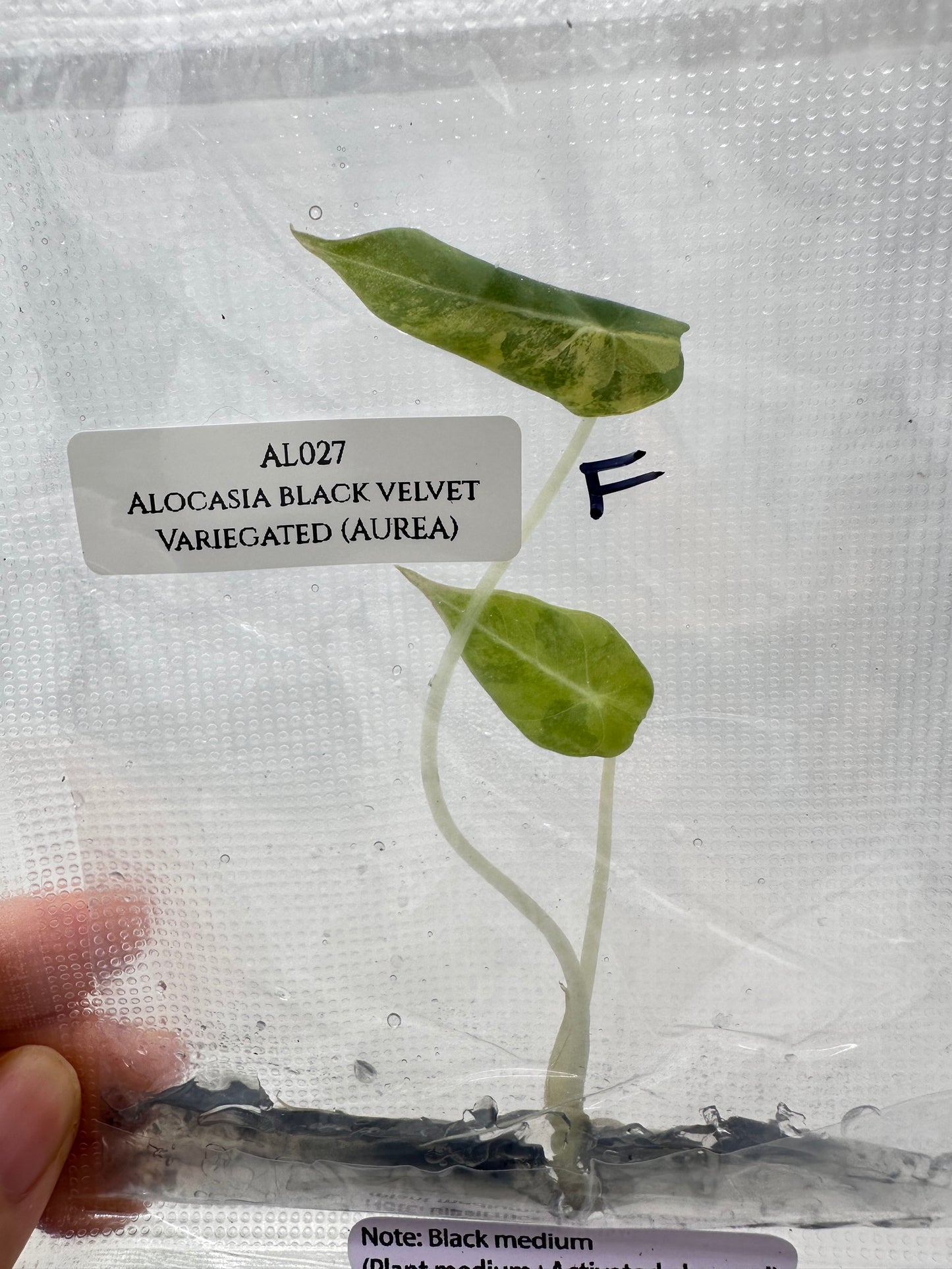 Tissue Culture - Alocasia Black Velvet Aurea Variegated - Gold