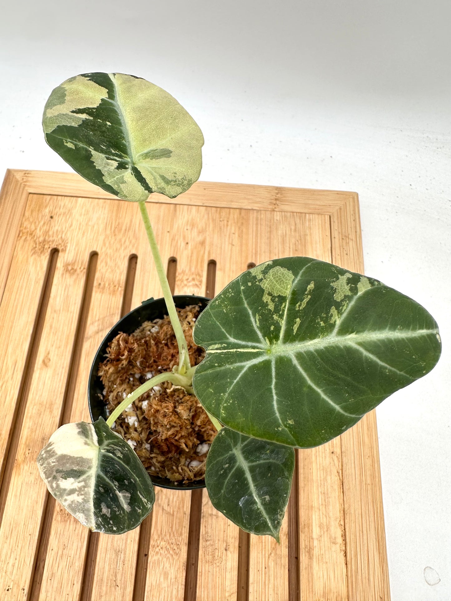 Alocasia Black Velvet Pink Albo Variegated