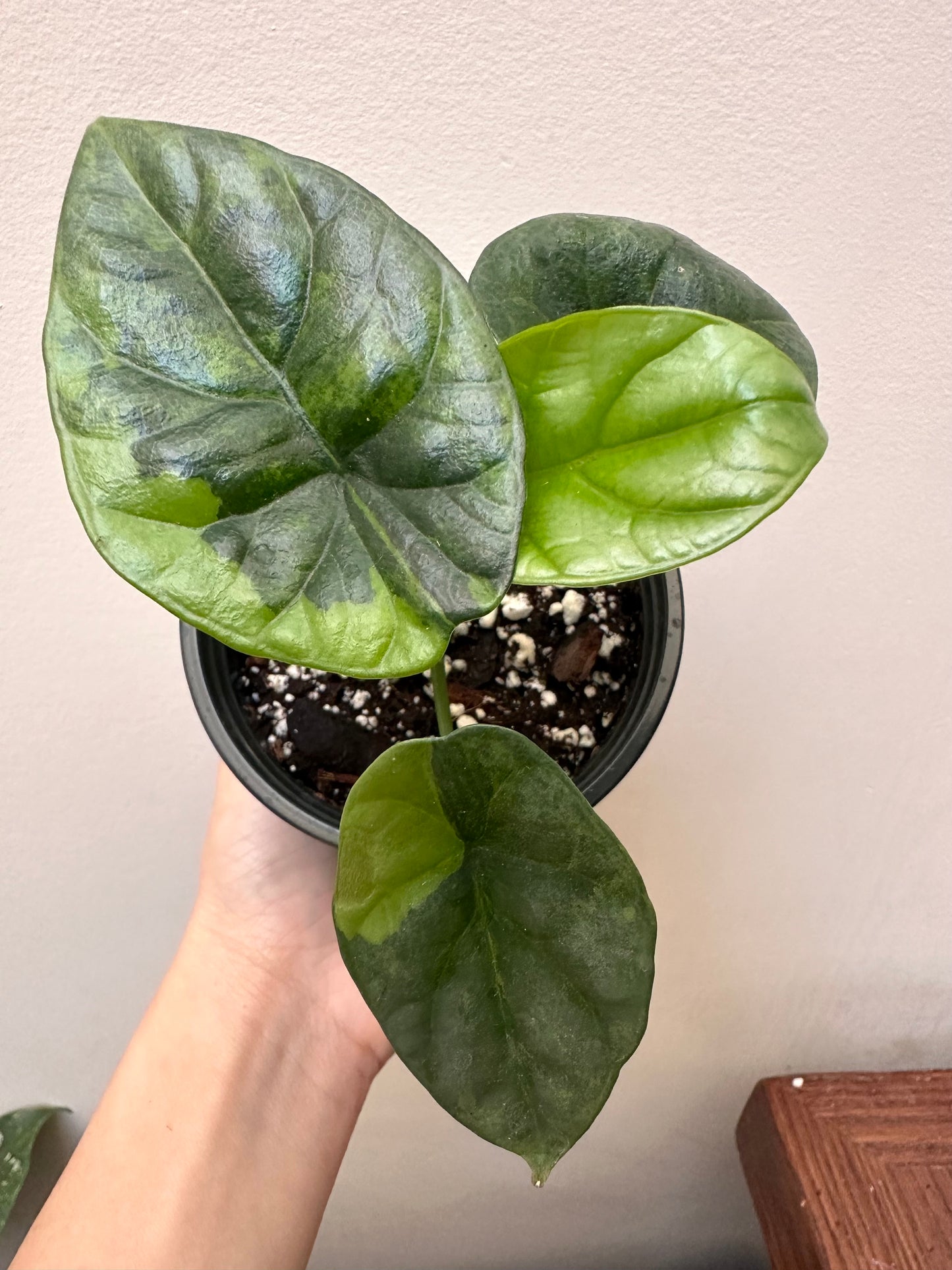 Alocasia Sinuata Variegated