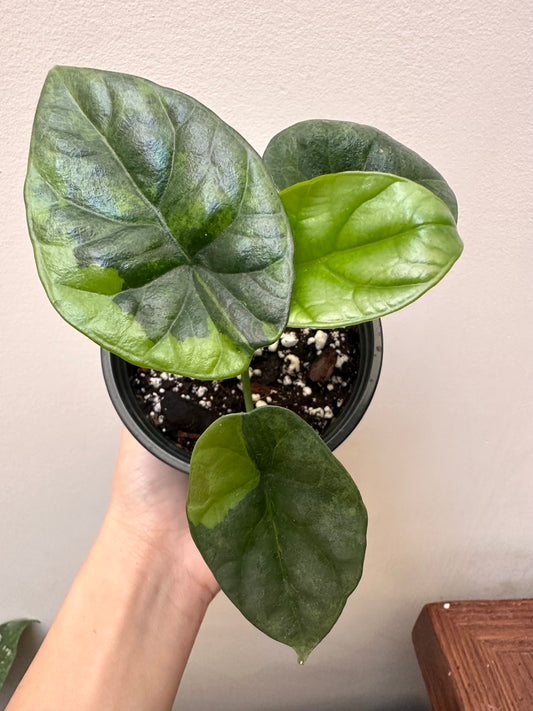 Alocasia Sinuata Variegated