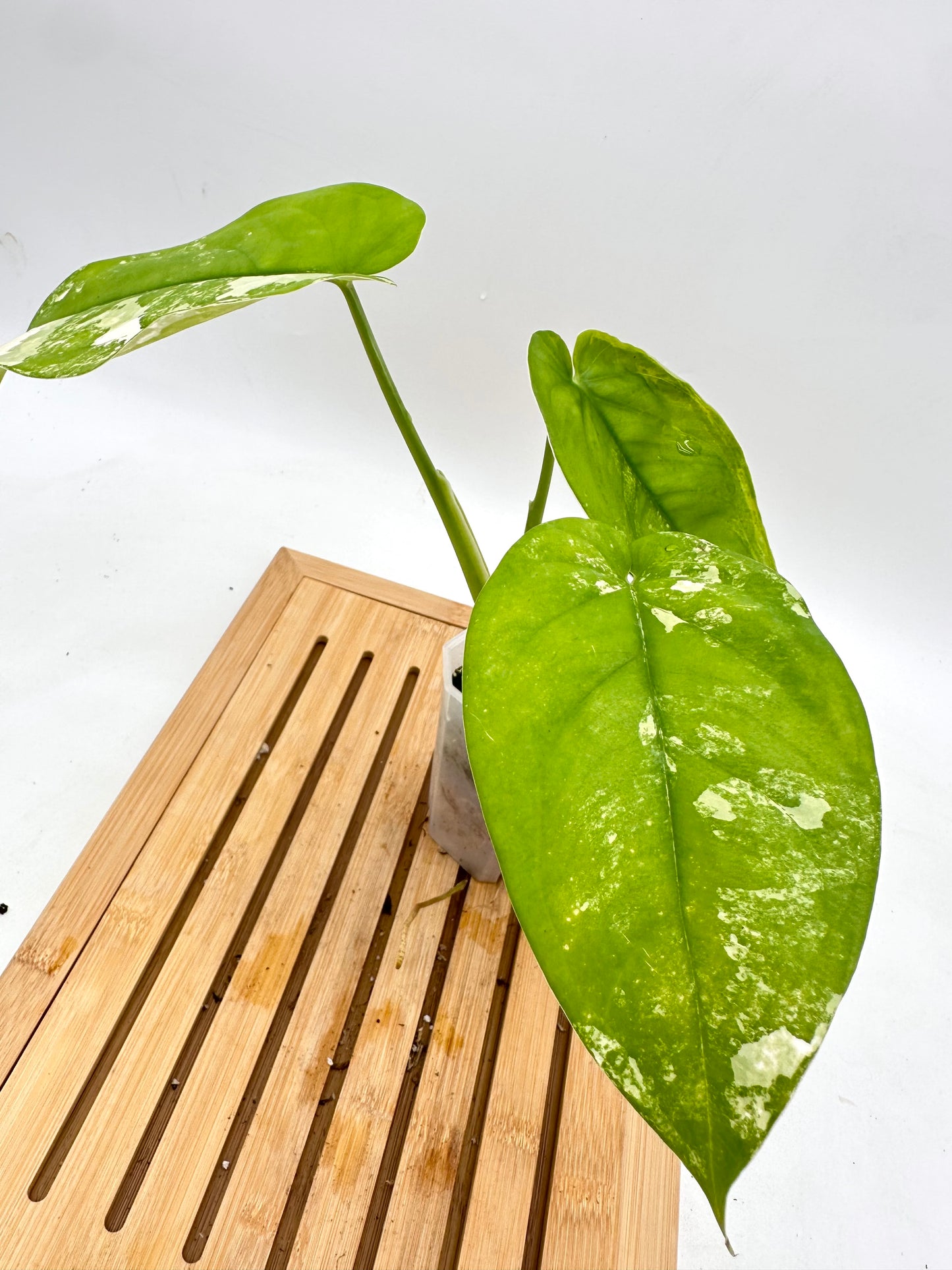 Syngonium Chiapense Albo Variegated