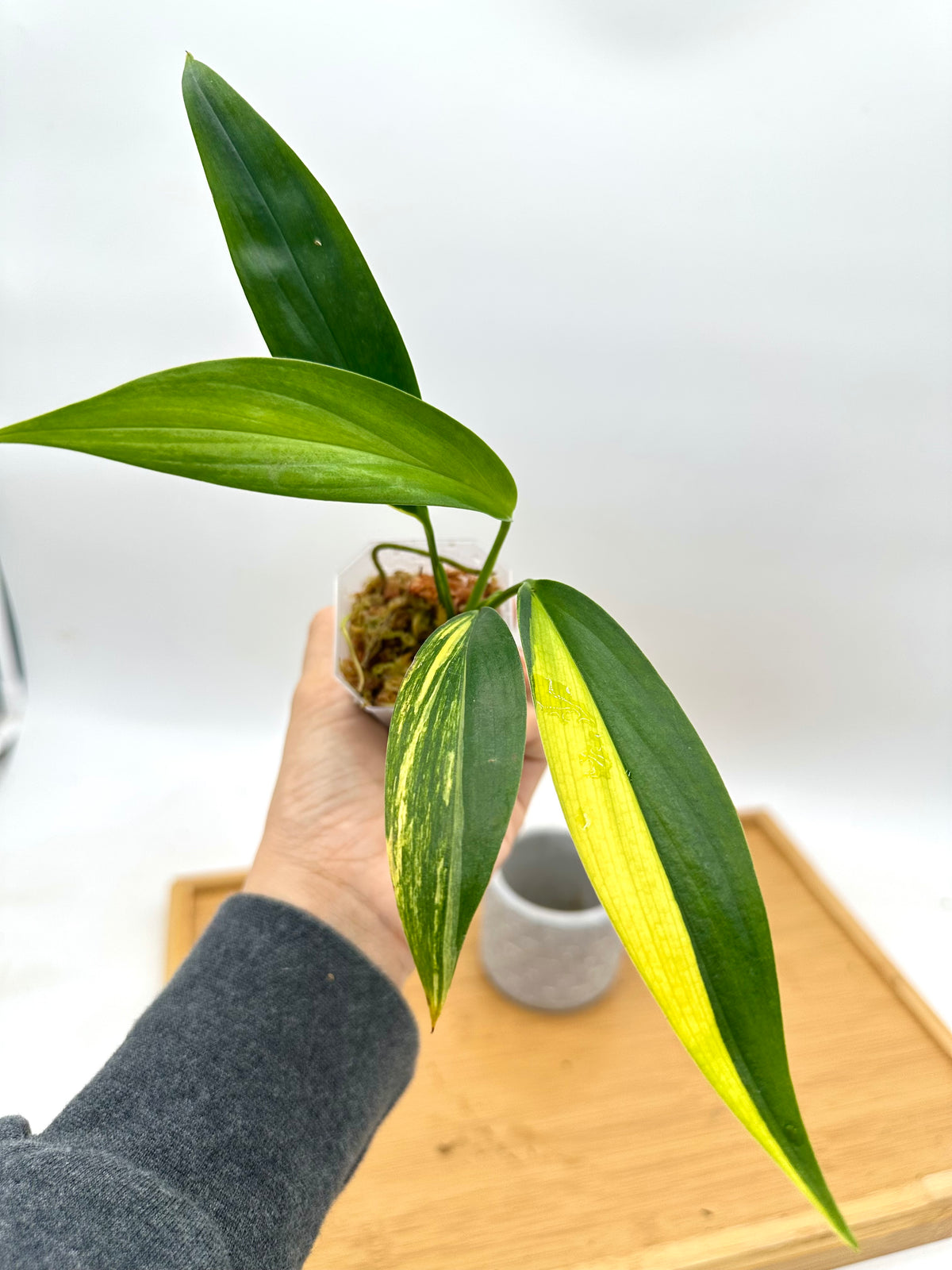 Epipremnum Amplissimum Variegated