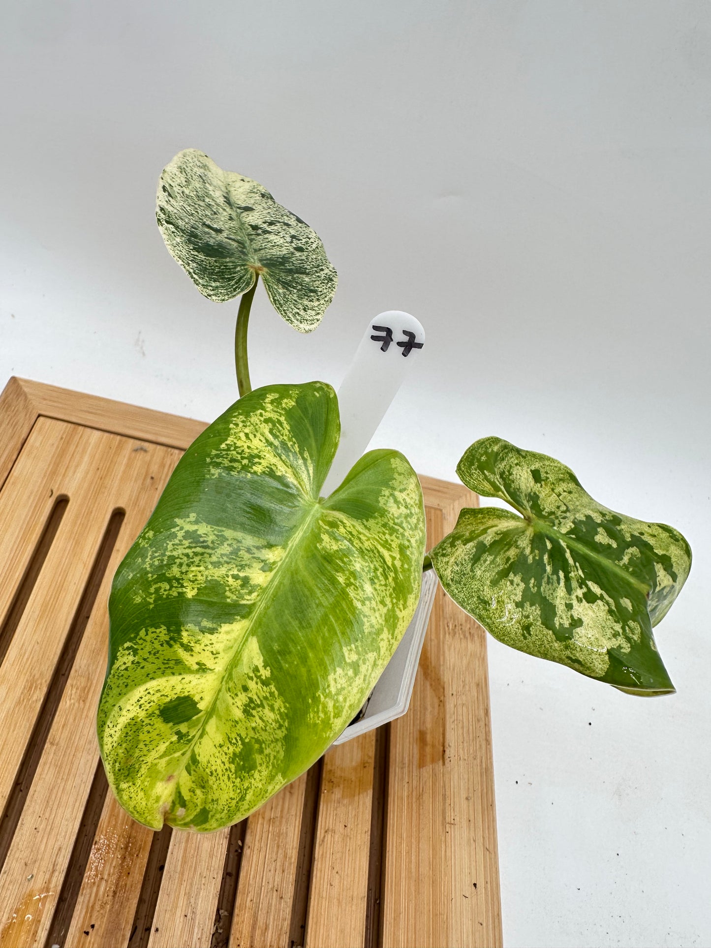 Philodendron Ilsemanii Variegated