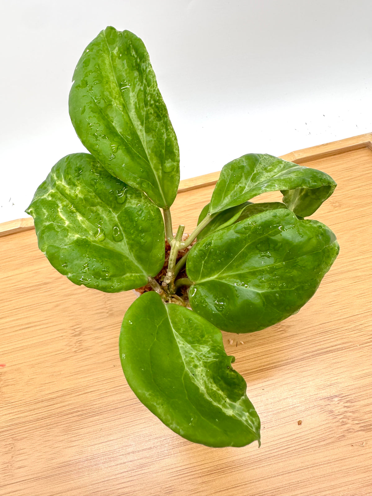 Hoya Cv Candy