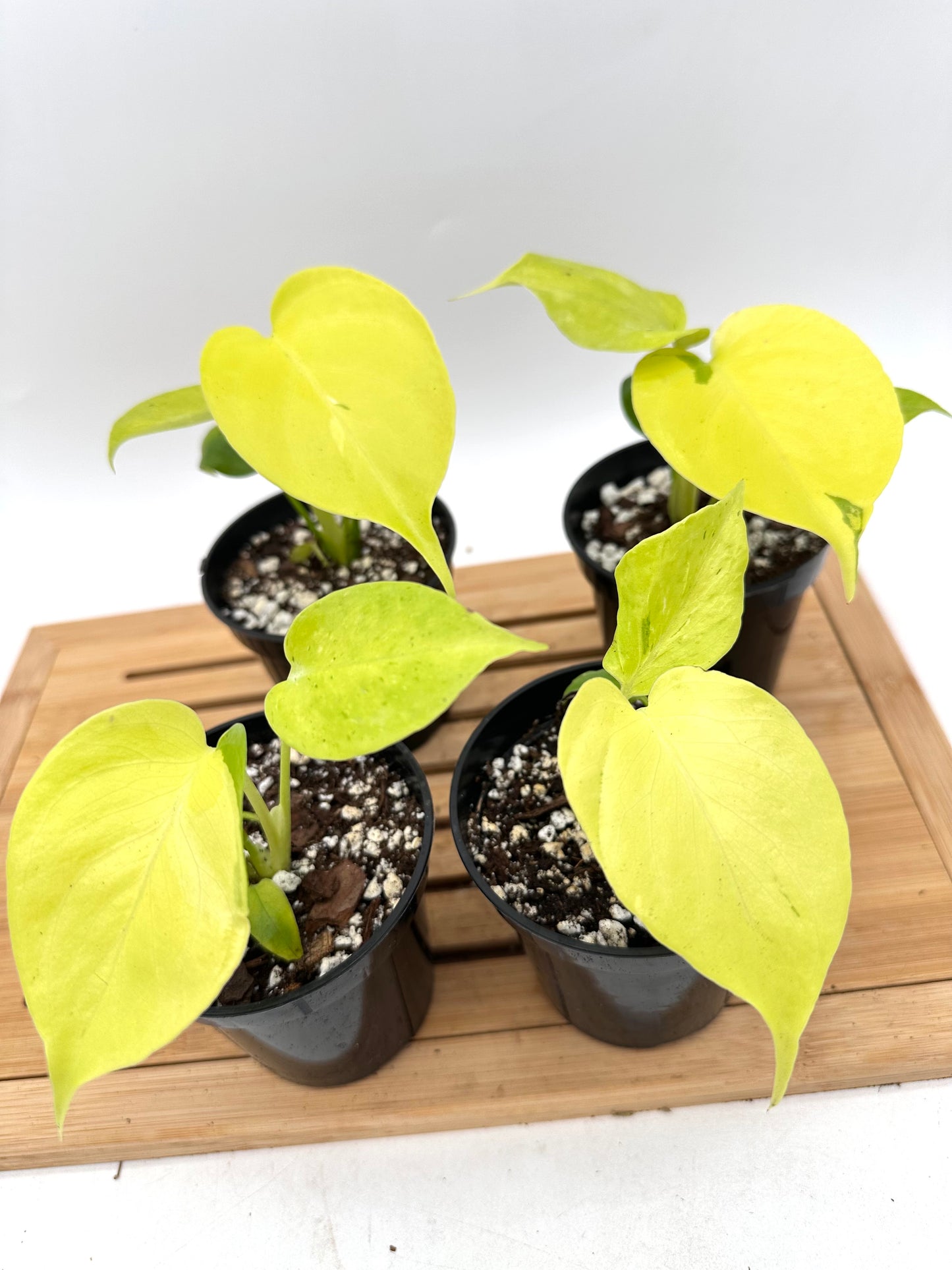 Monstera Lemon Lime in 3.5” Pot
