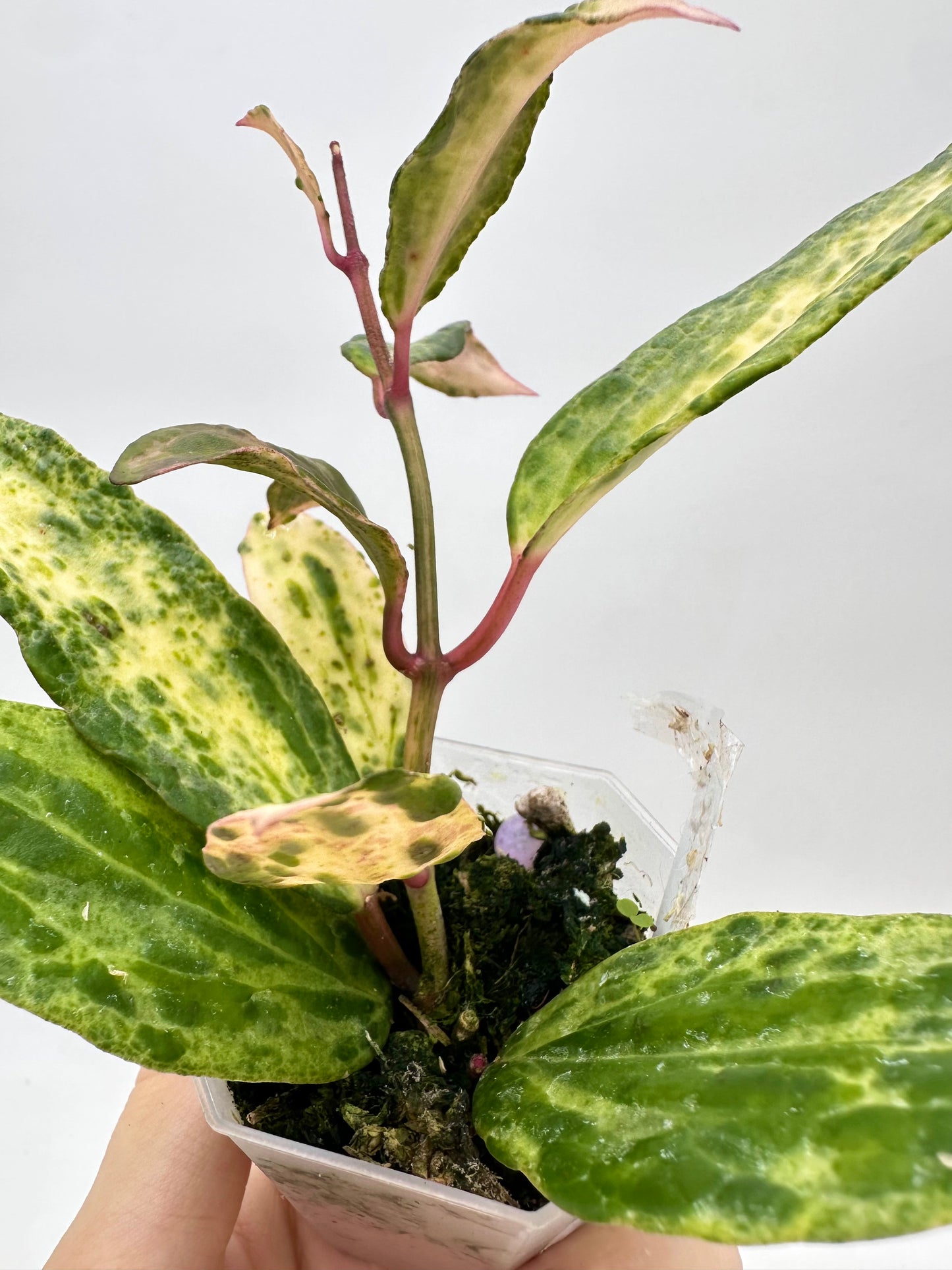 Hoya Crocodile - 5+ nodes