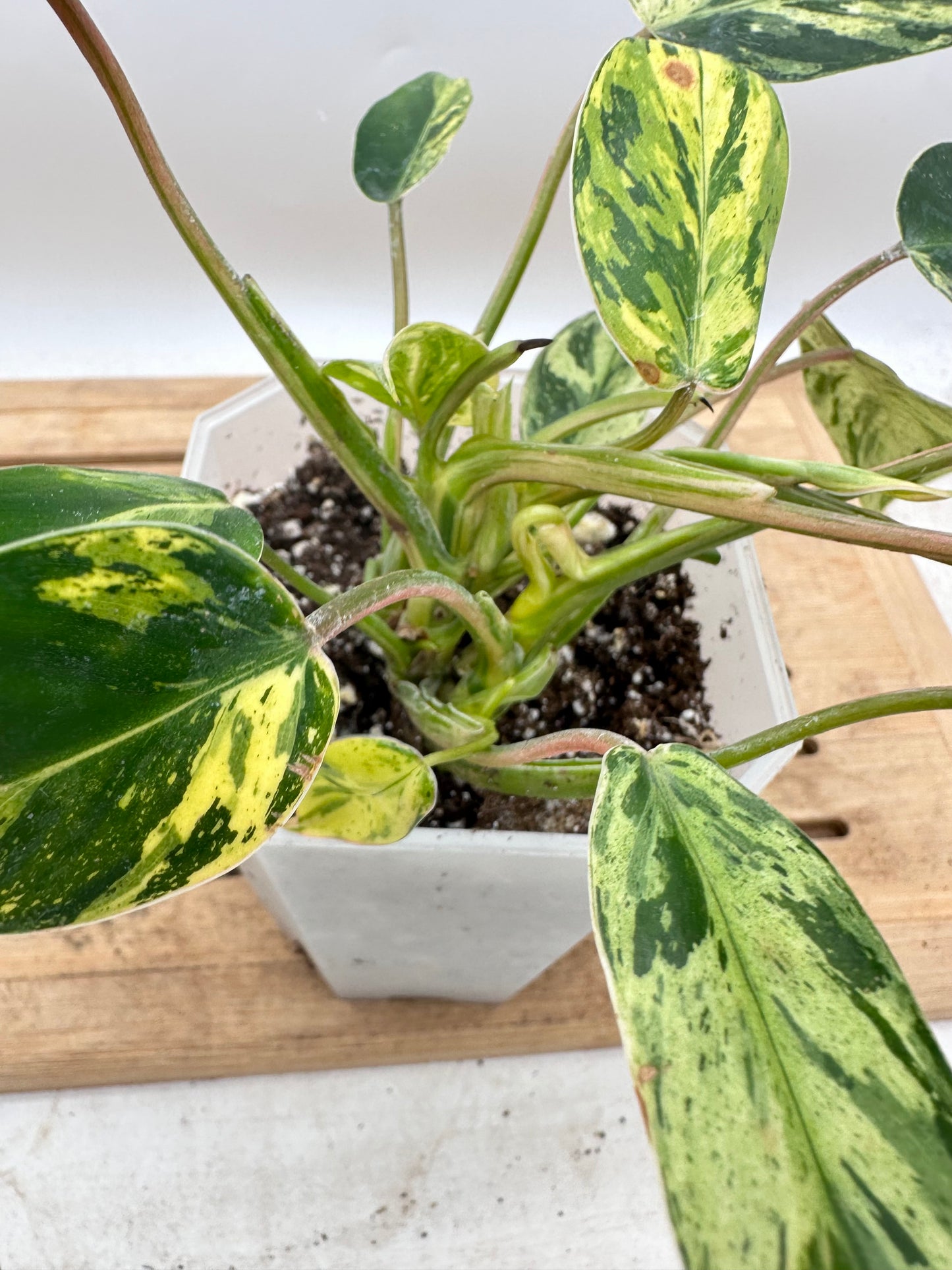 Philodendron Ice Emerald Queen - Multiple Growths