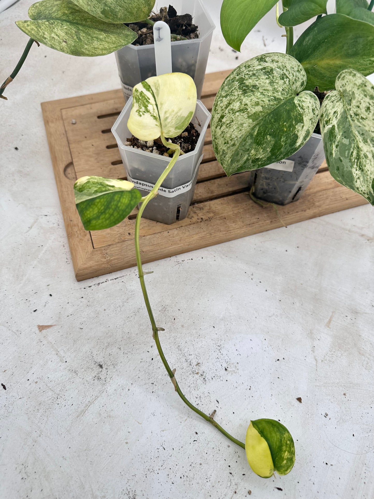 Combo Sale - Scindapsus Halimoon & Jade Satin Marble & Jade Satin Aurea