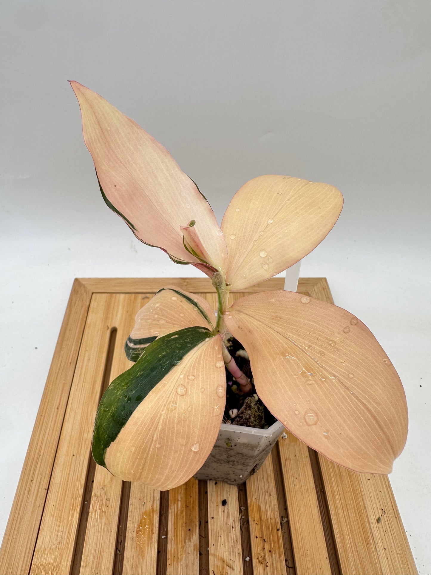 Spiral Ginger Pink Variegated