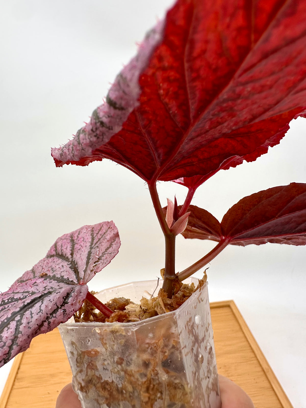 Begonia Red Berry - From Thailand