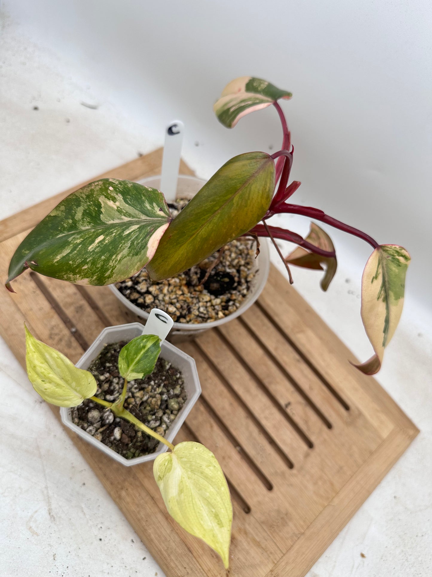 Combo Sale - Philodendron Strawberry Shake & Gloriosum Variegated