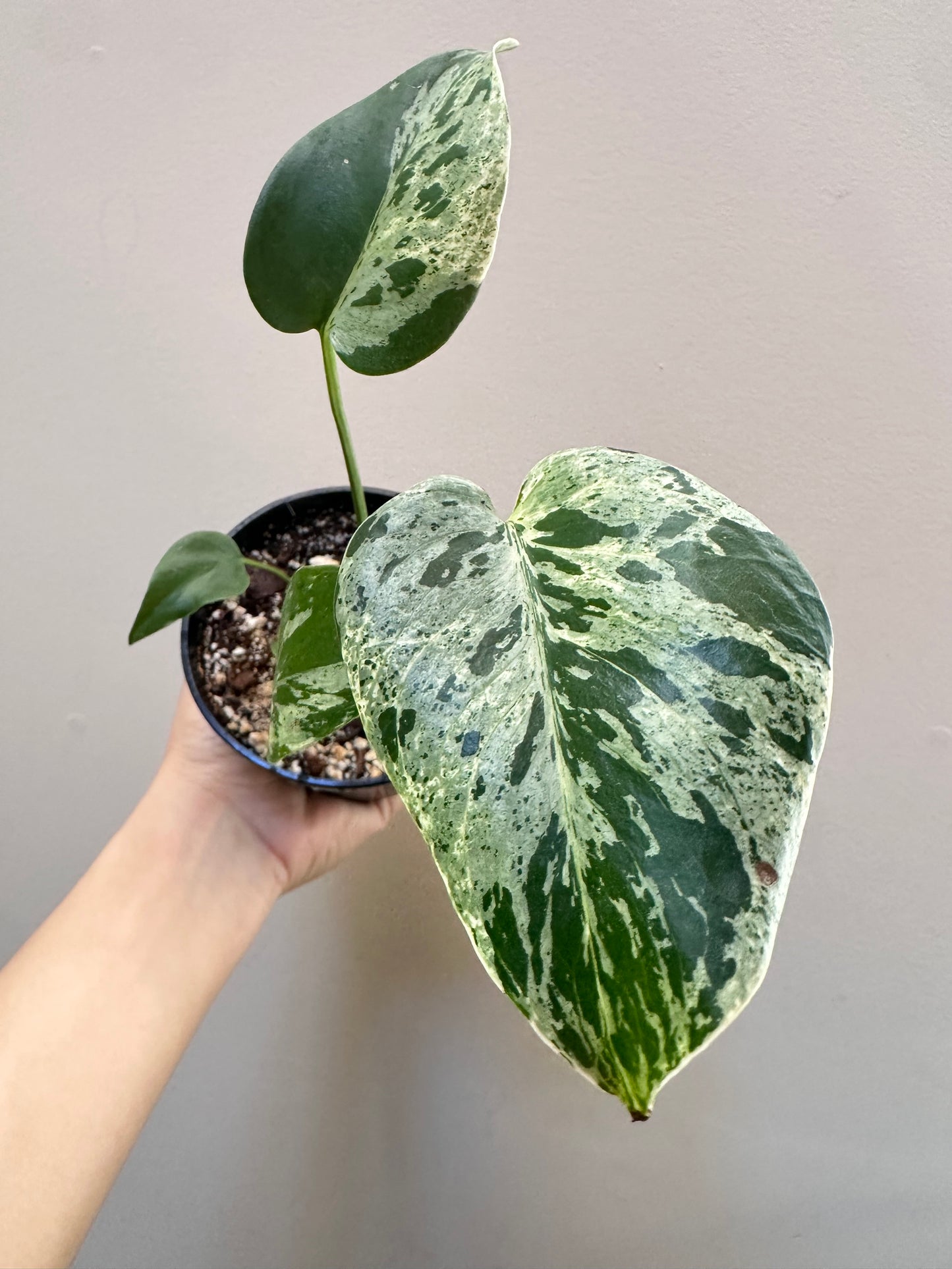 Monstera Bulbasaur
