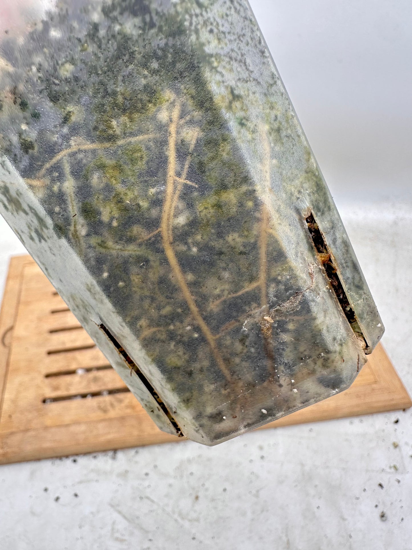 Philodendron Gloriosum Variegated - Clearance Sale 💚