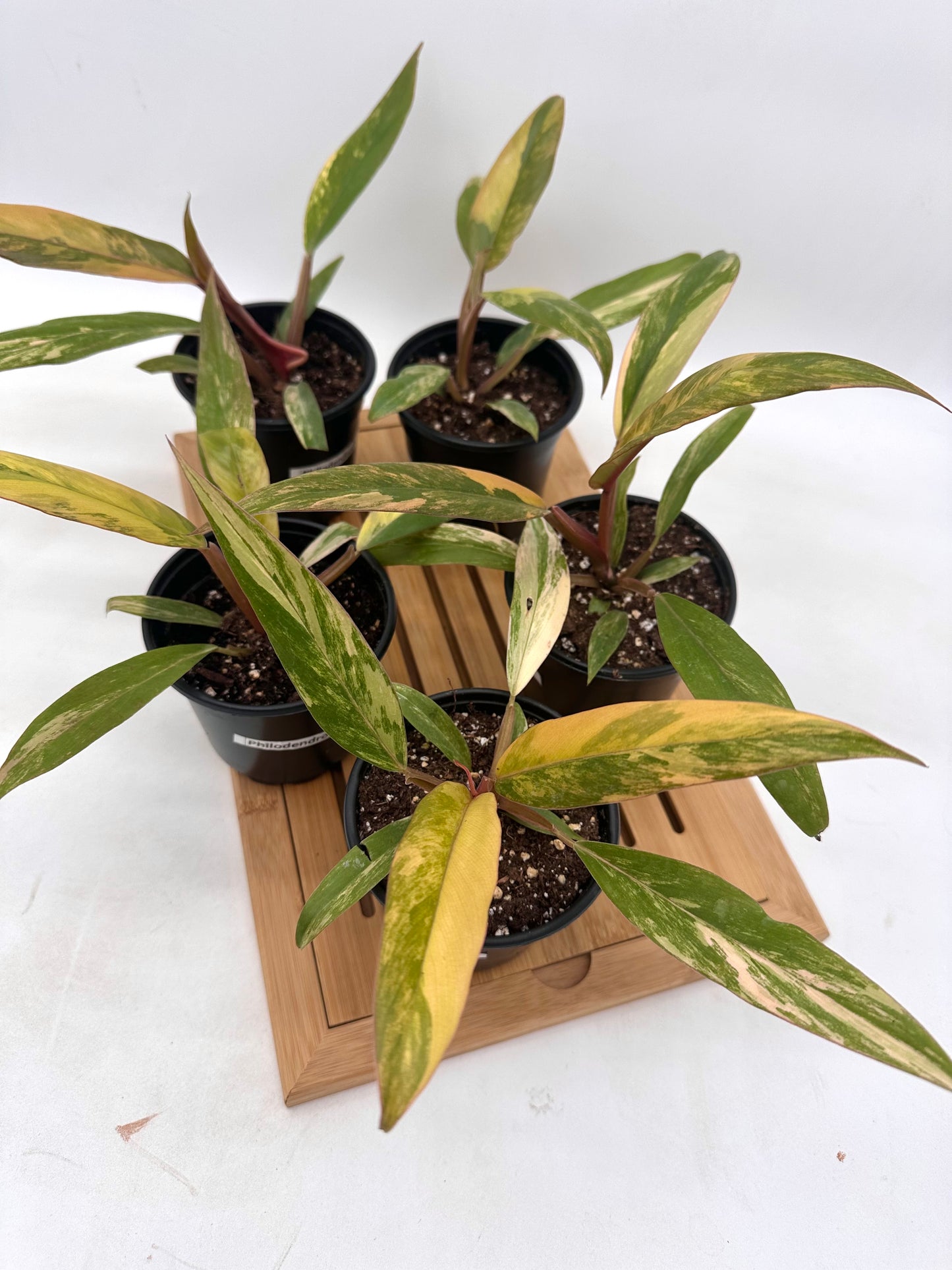 Philodendron Caramel Marble