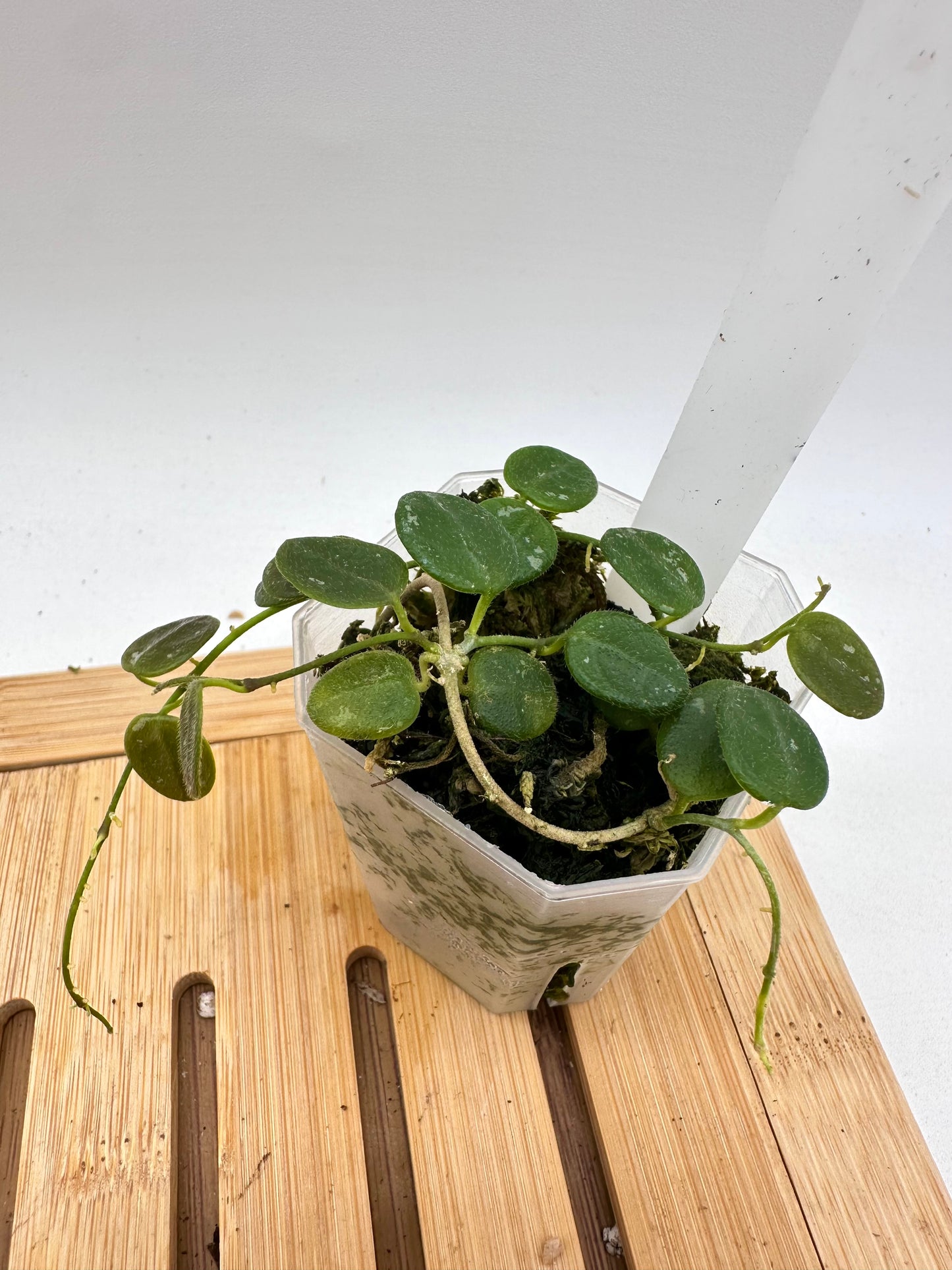 Hoya Serpens Splash