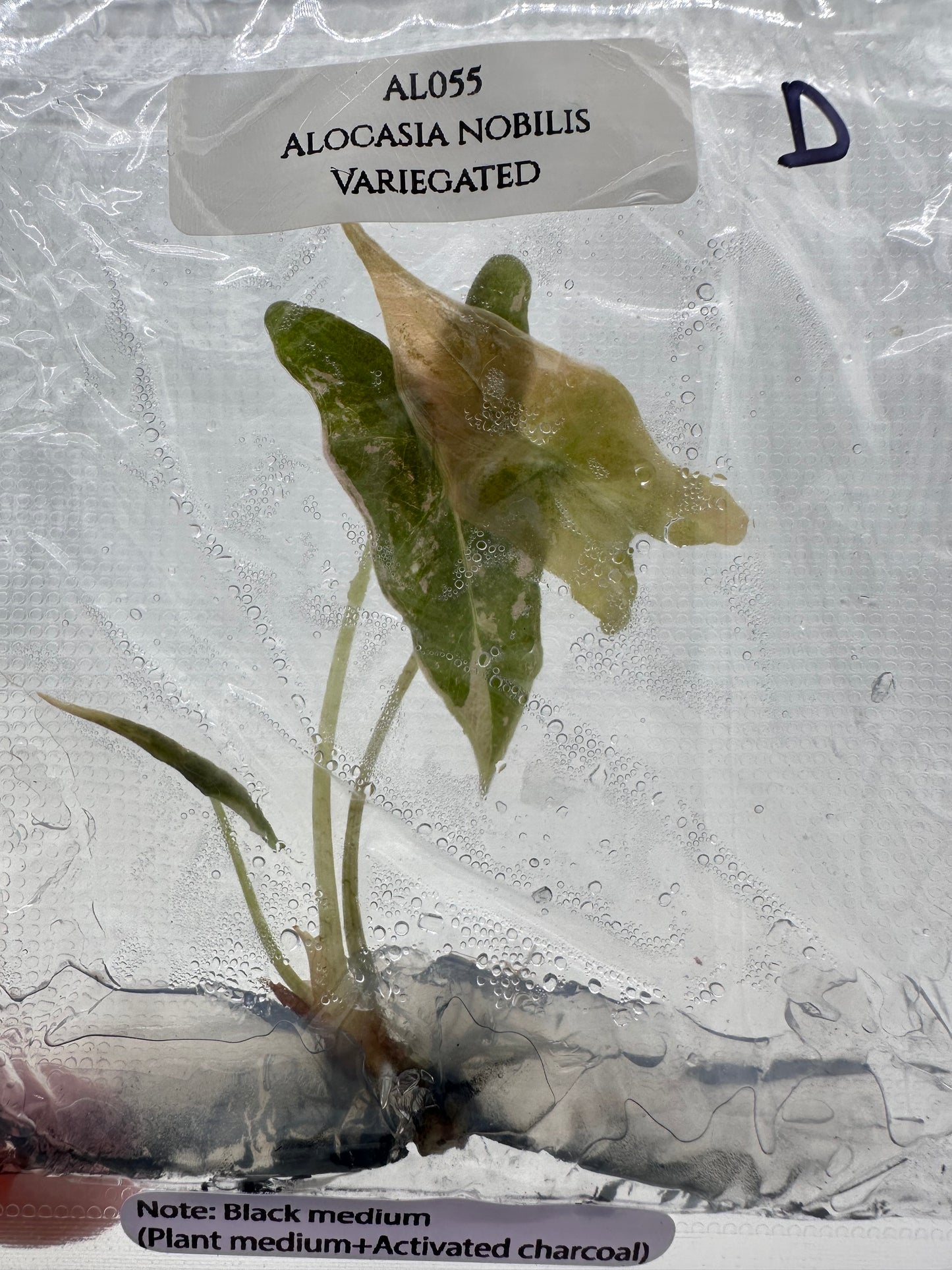 Tissue Culture - Alocasia Nobilis Pink Variegated