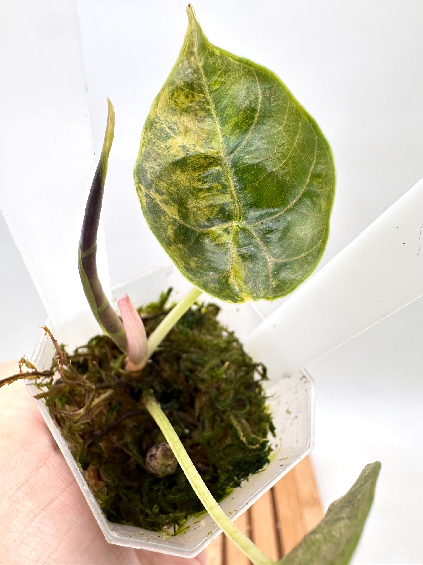 Alocasia Azalanii Aurea Variegated