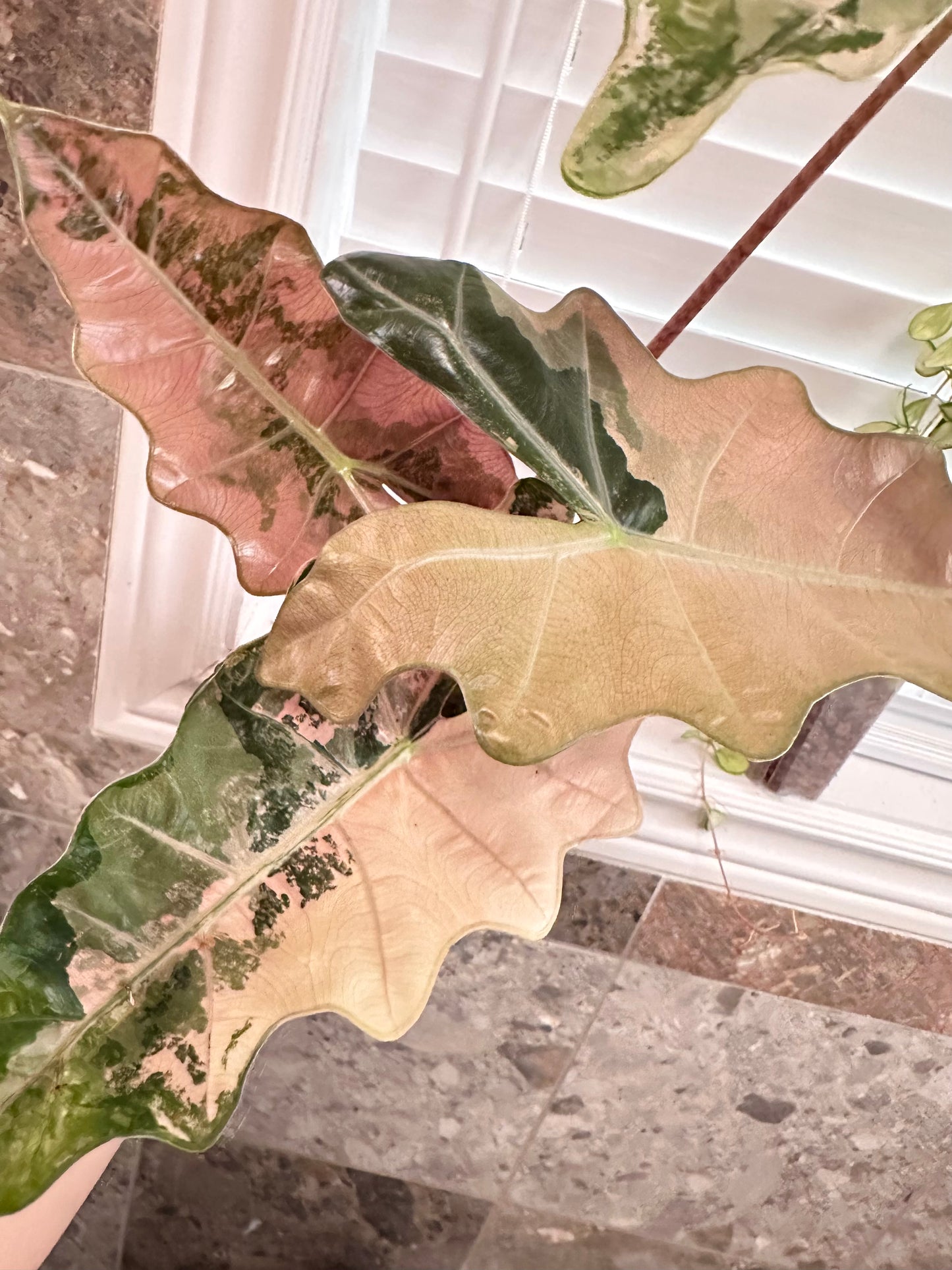 Alocasia Psuedo Sanderiana Pink Variegated CORM