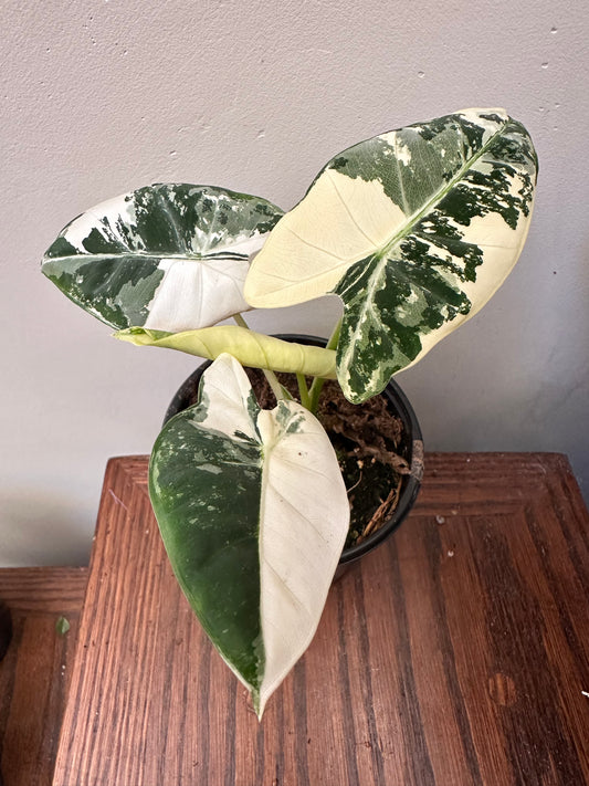 Variegated Alocasia Frydek