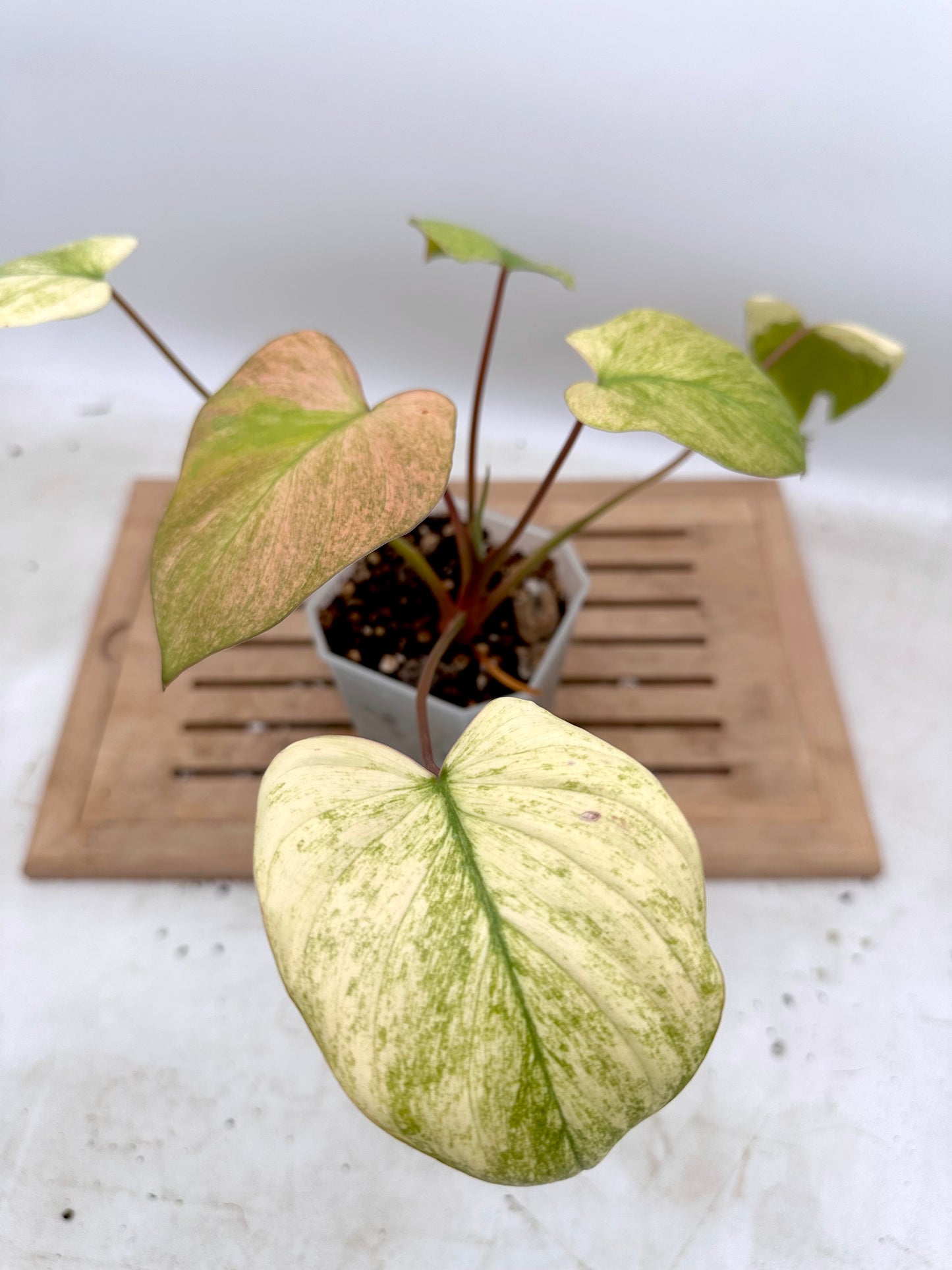 Homalonema Mint Pink Variegated